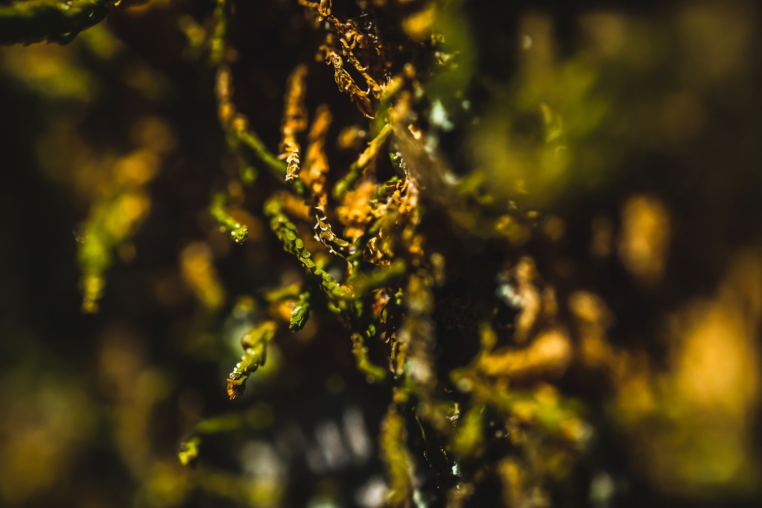 Abstract nature photography showing golden moss or lichen with bokeh effect.