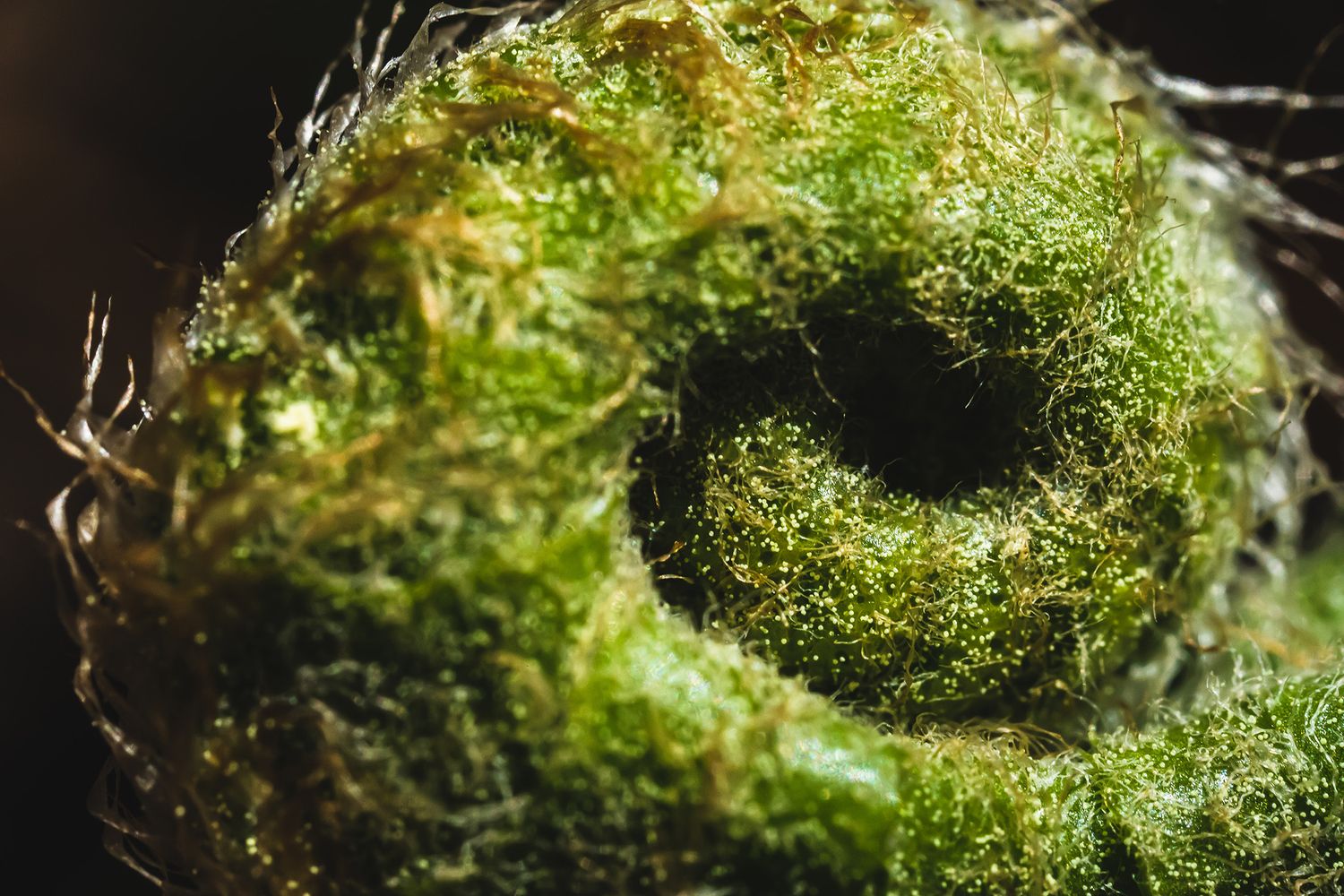 Detailed macro shot of bright green moss forming a circular pattern.