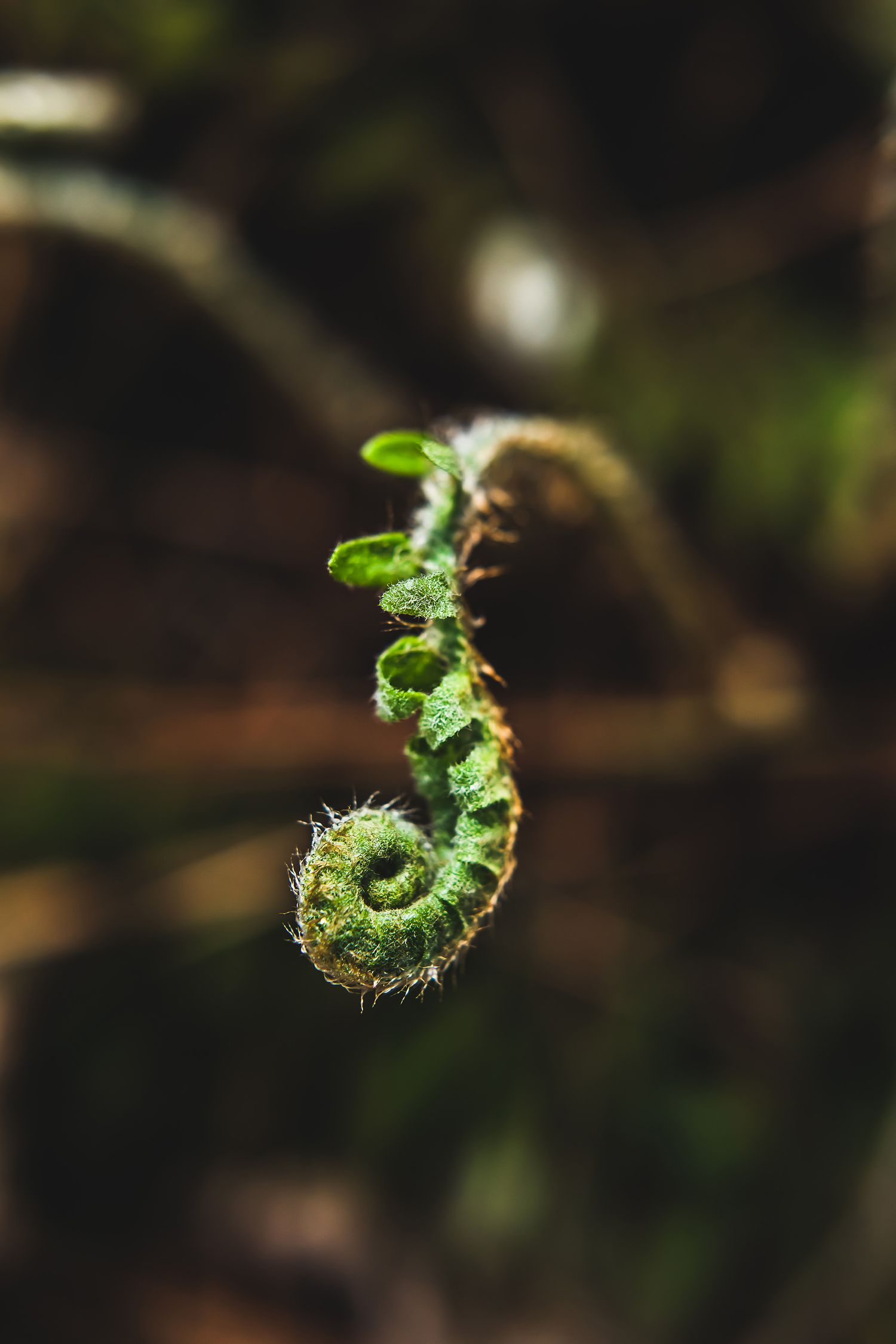 Young unfurling fern frond with spiral shape against dark background.
