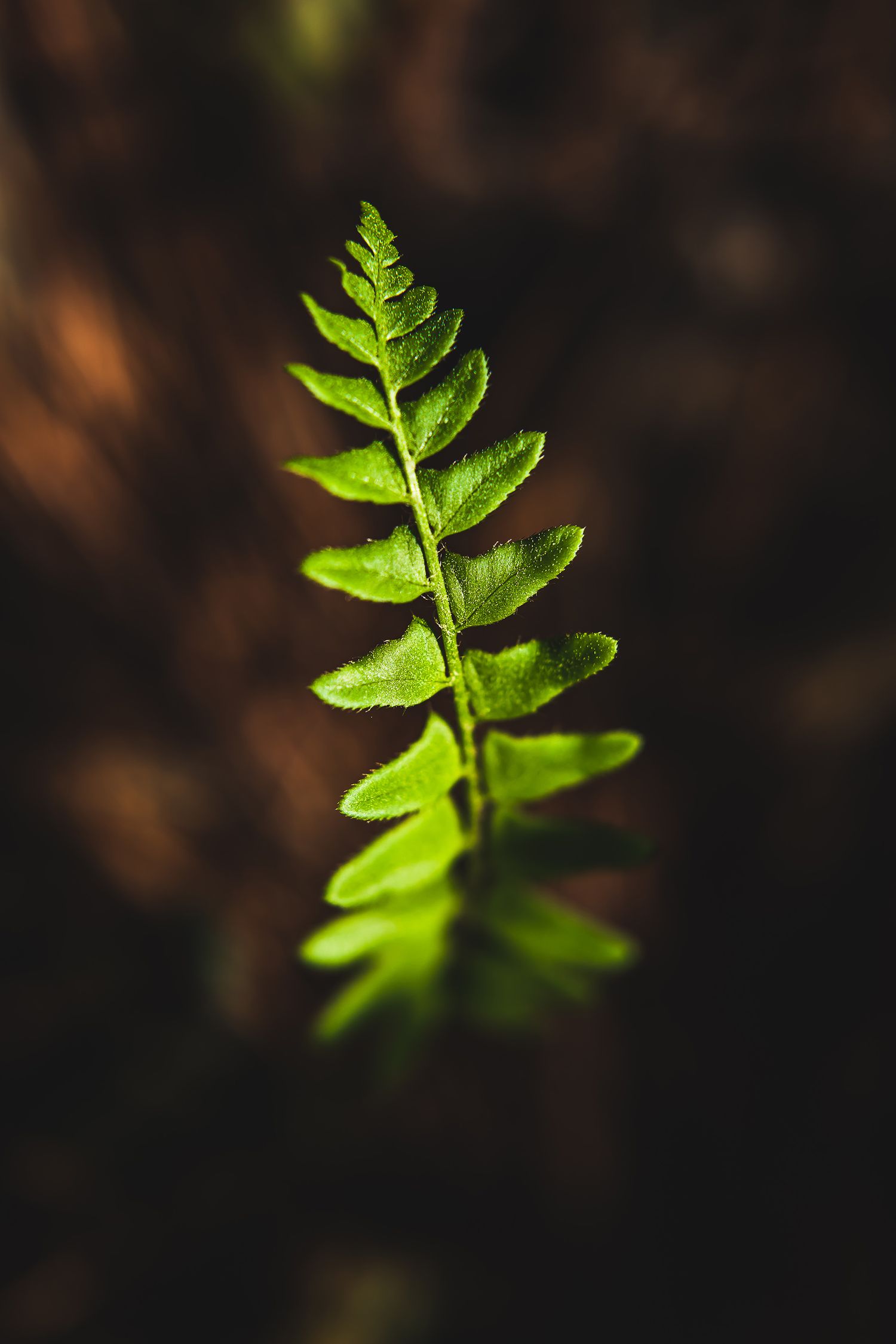 Single green fern leaf frond isolated against dark brown background.