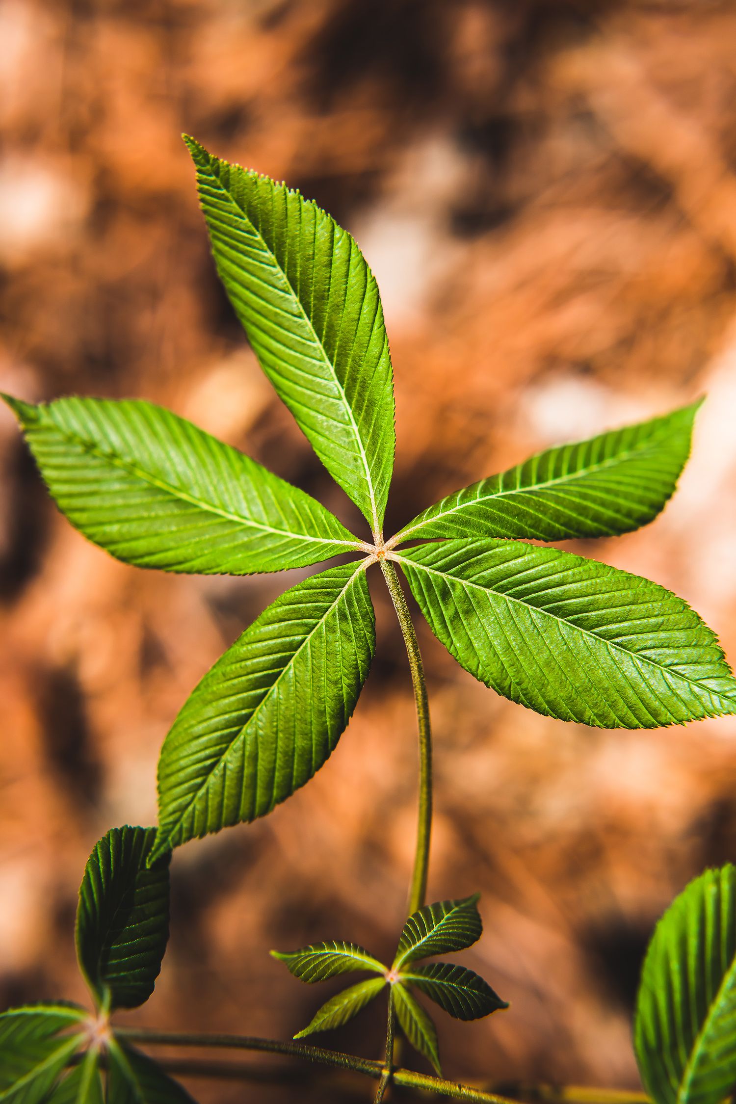 Fresh green five-pointed leaf with detailed veins against blurred orange background.
