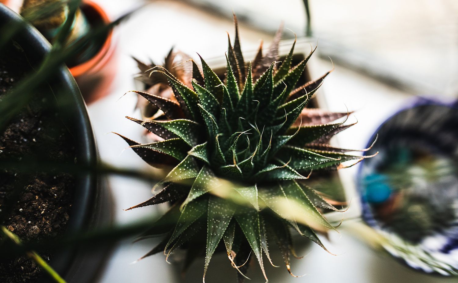 Spiky aloe plant with sharp pointed leaves viewed from above in natural light.