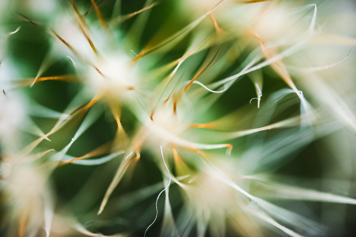 Abstract macro shot of cactus spines creating a radial pattern.