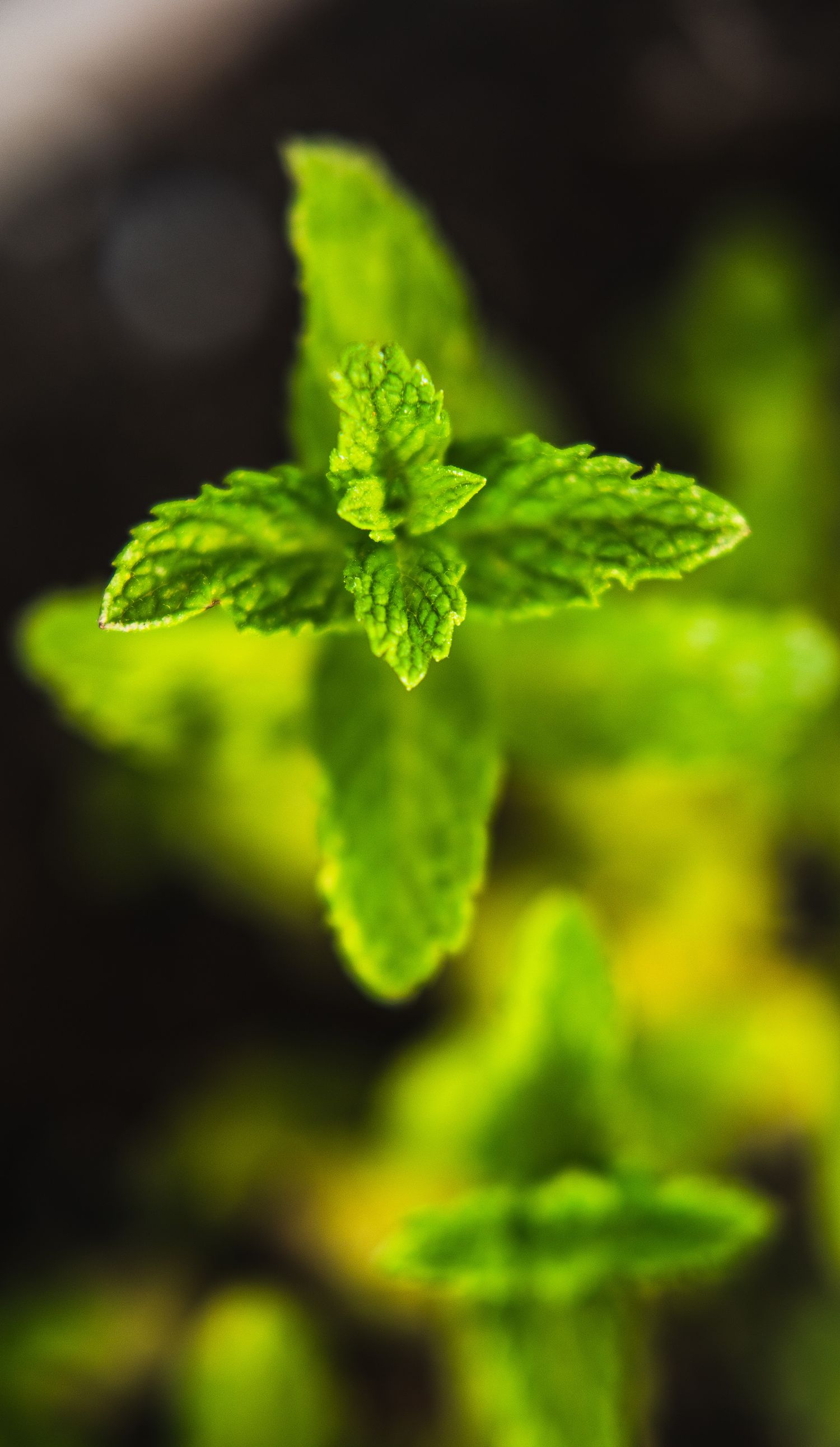 Fresh mint leaf in sharp macro detail showing textured surface against dark background.