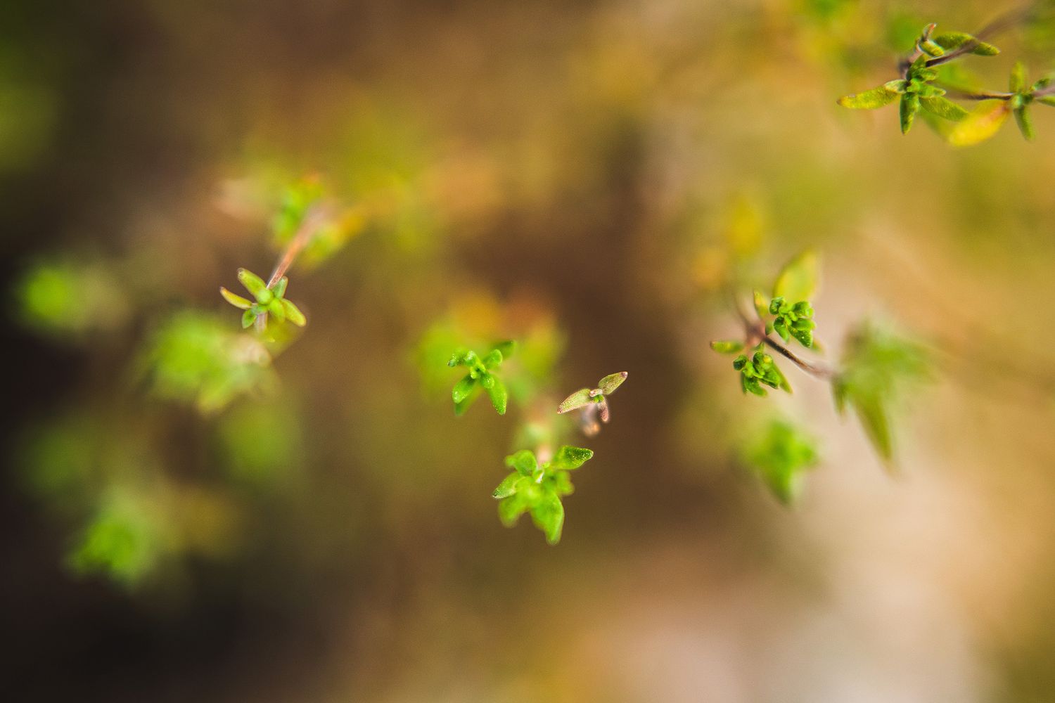 Delicate young green leaves emerging on blurred natural background.