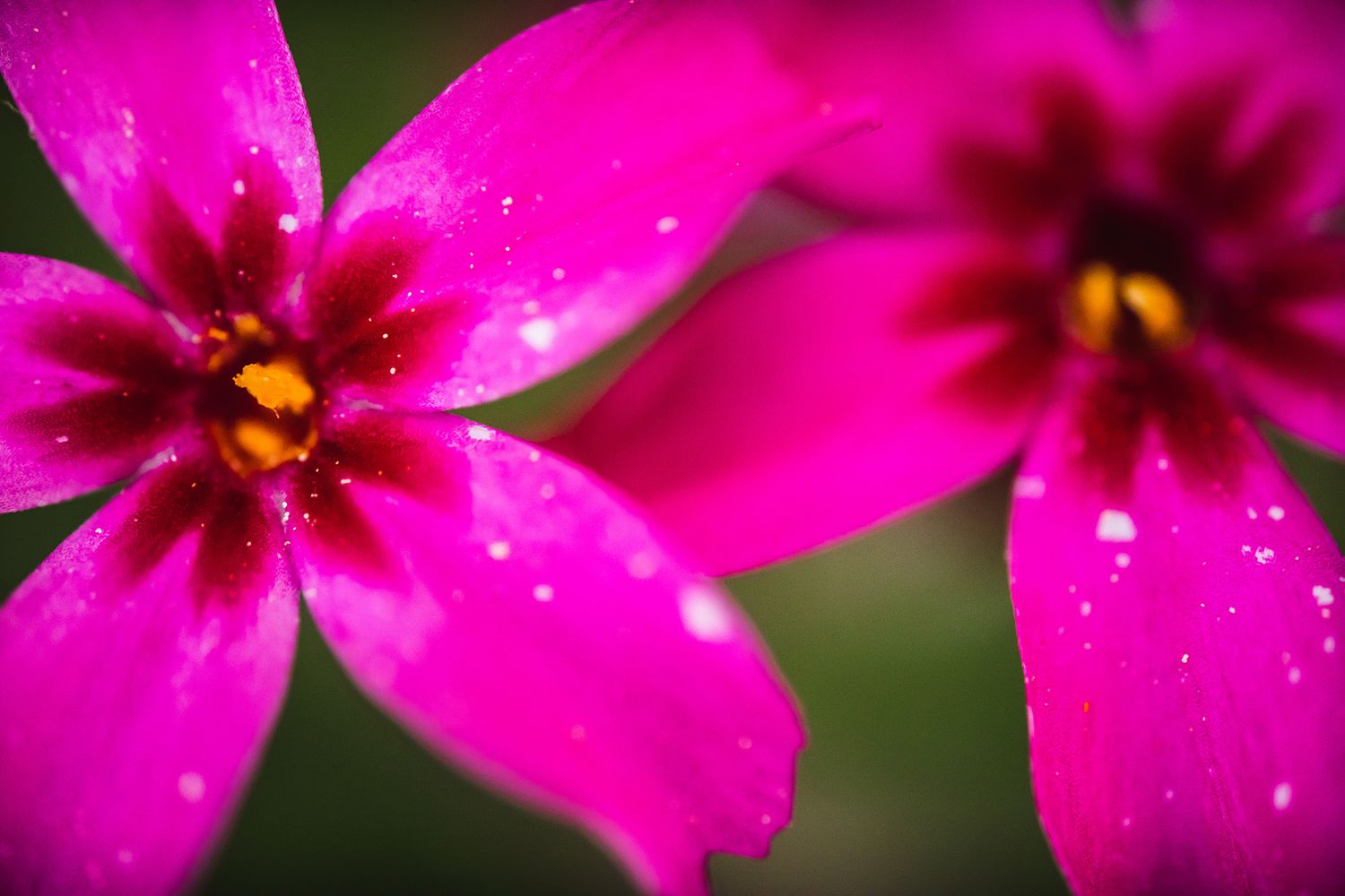Vibrant pink flower petals with water droplets in macro photography.