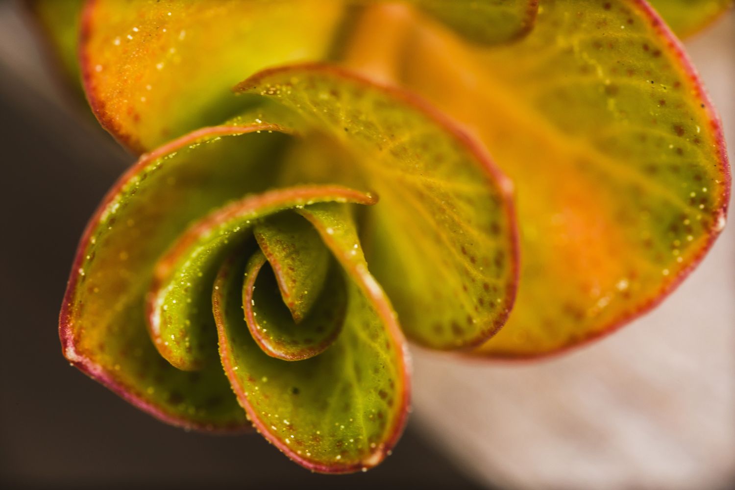 Spiral succulent plant with orange and green hues in detailed macro shot.