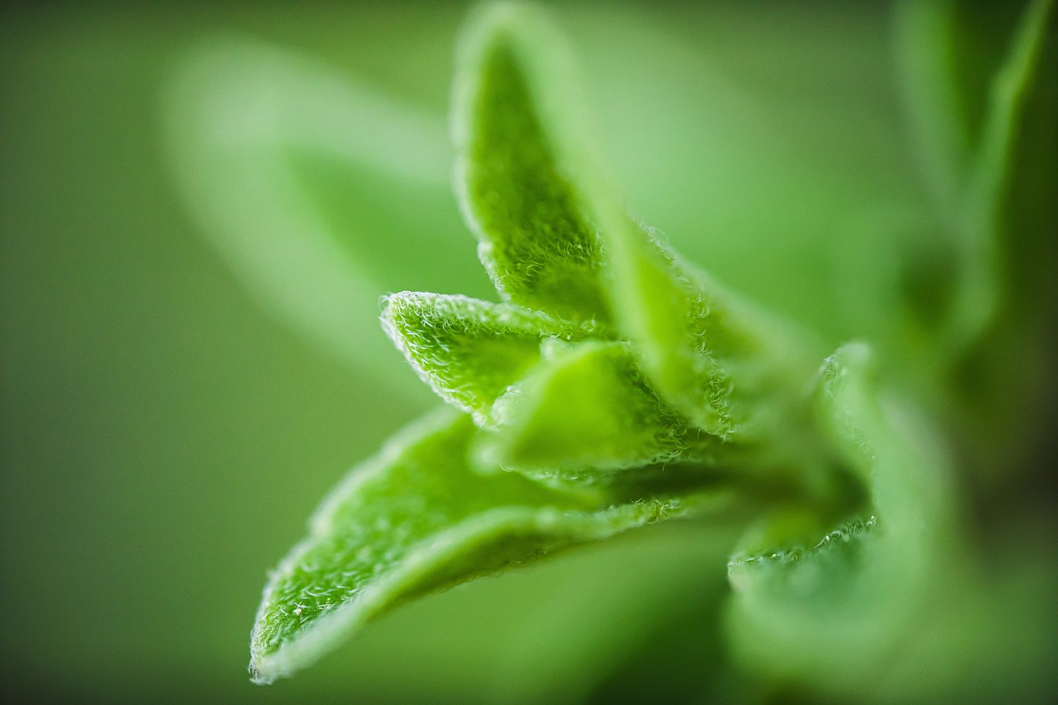 Fresh green plant bud with delicate leaves unfurling in macro detail.