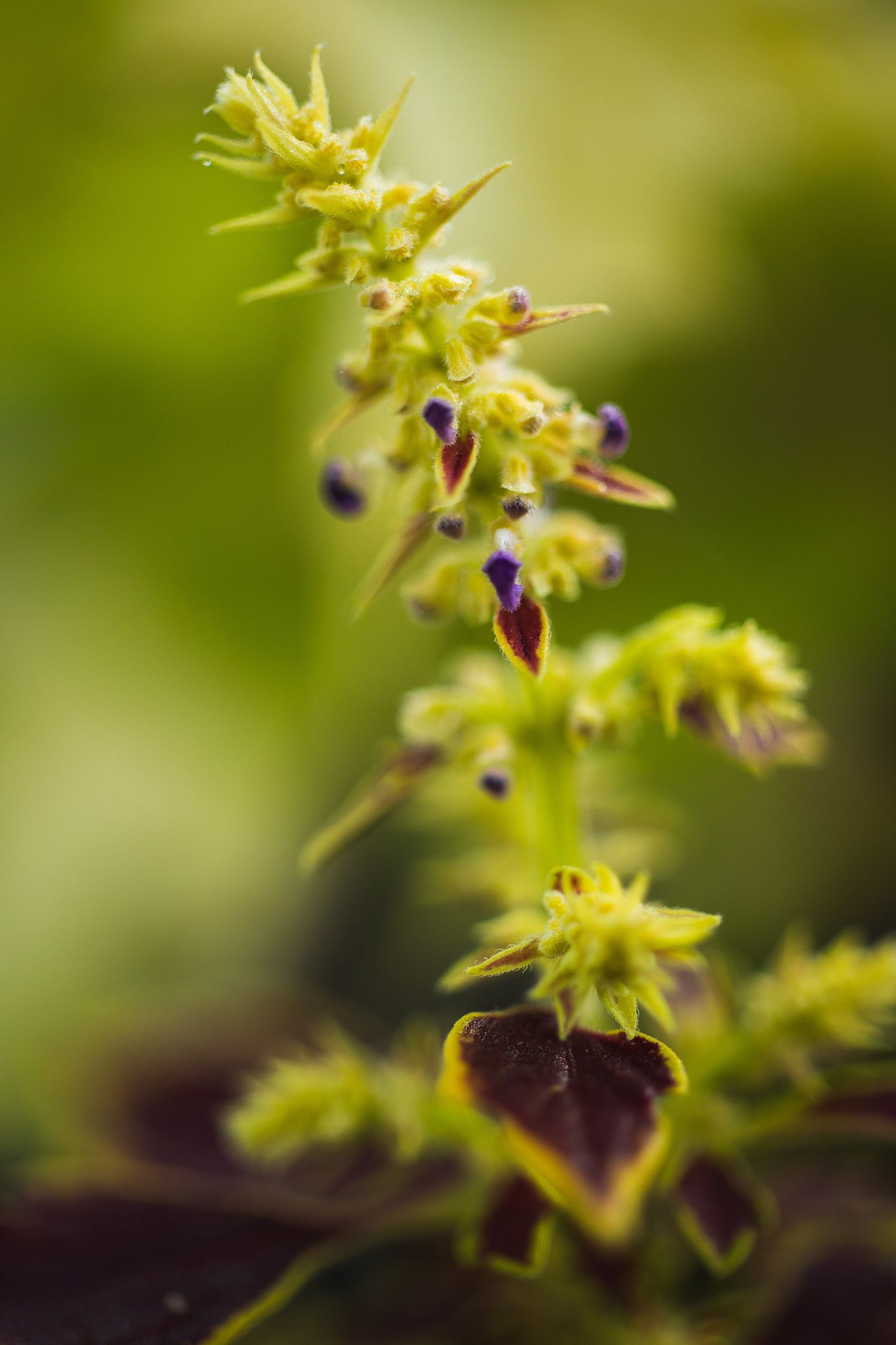 Close-up macro shot of delicate yellow flower buds against a soft green blurred background.