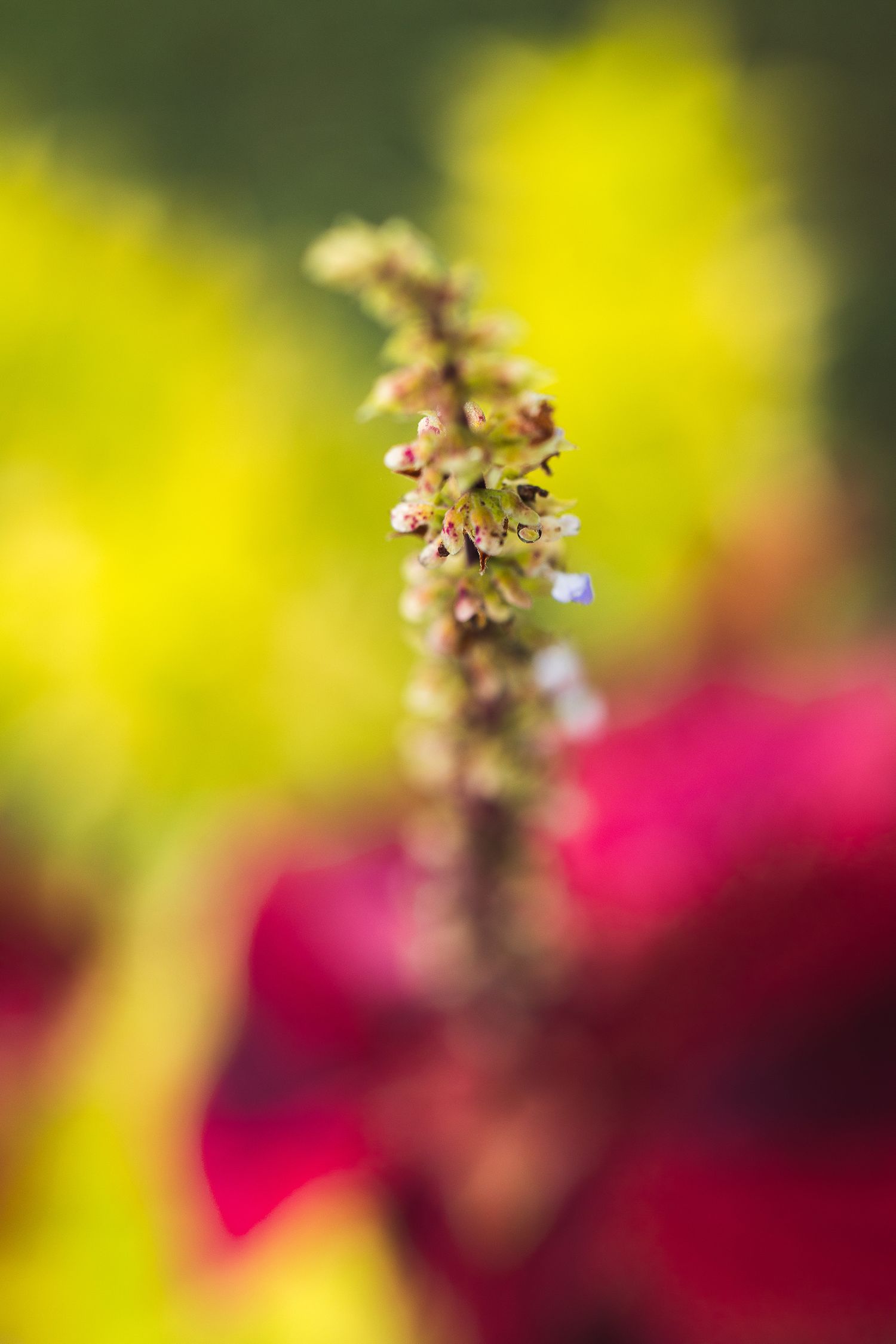 Flowering plant stalk with tiny brown buds against blurred yellow and pink background.