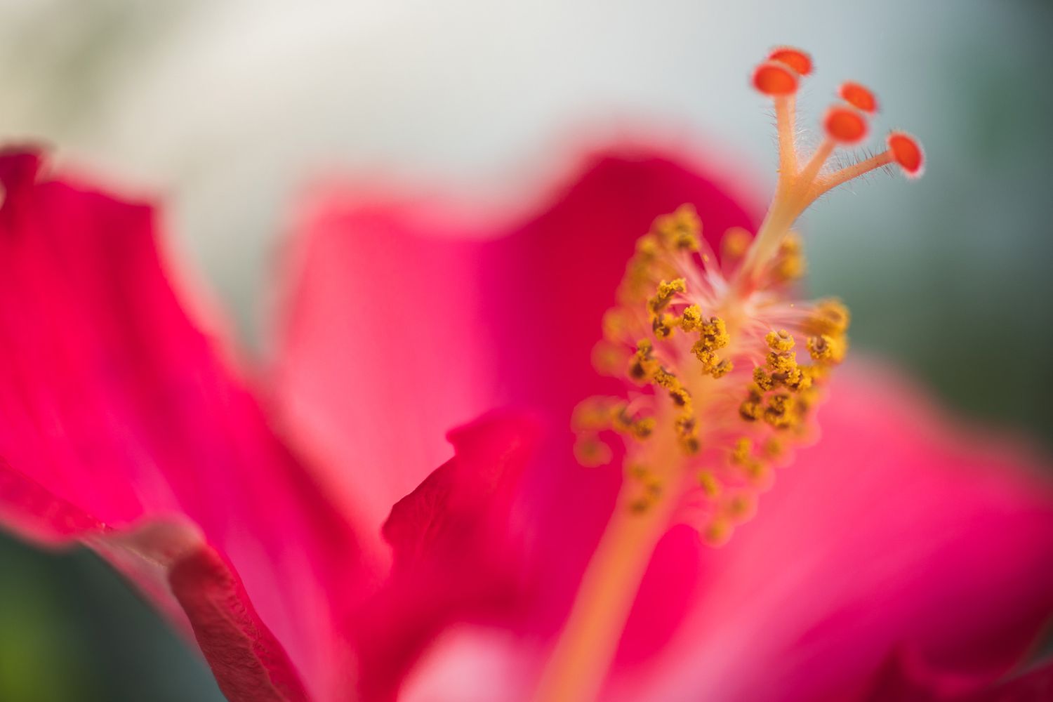 Vibrant pink hibiscus flower stamen with orange pollen-covered anthers in macro detail.