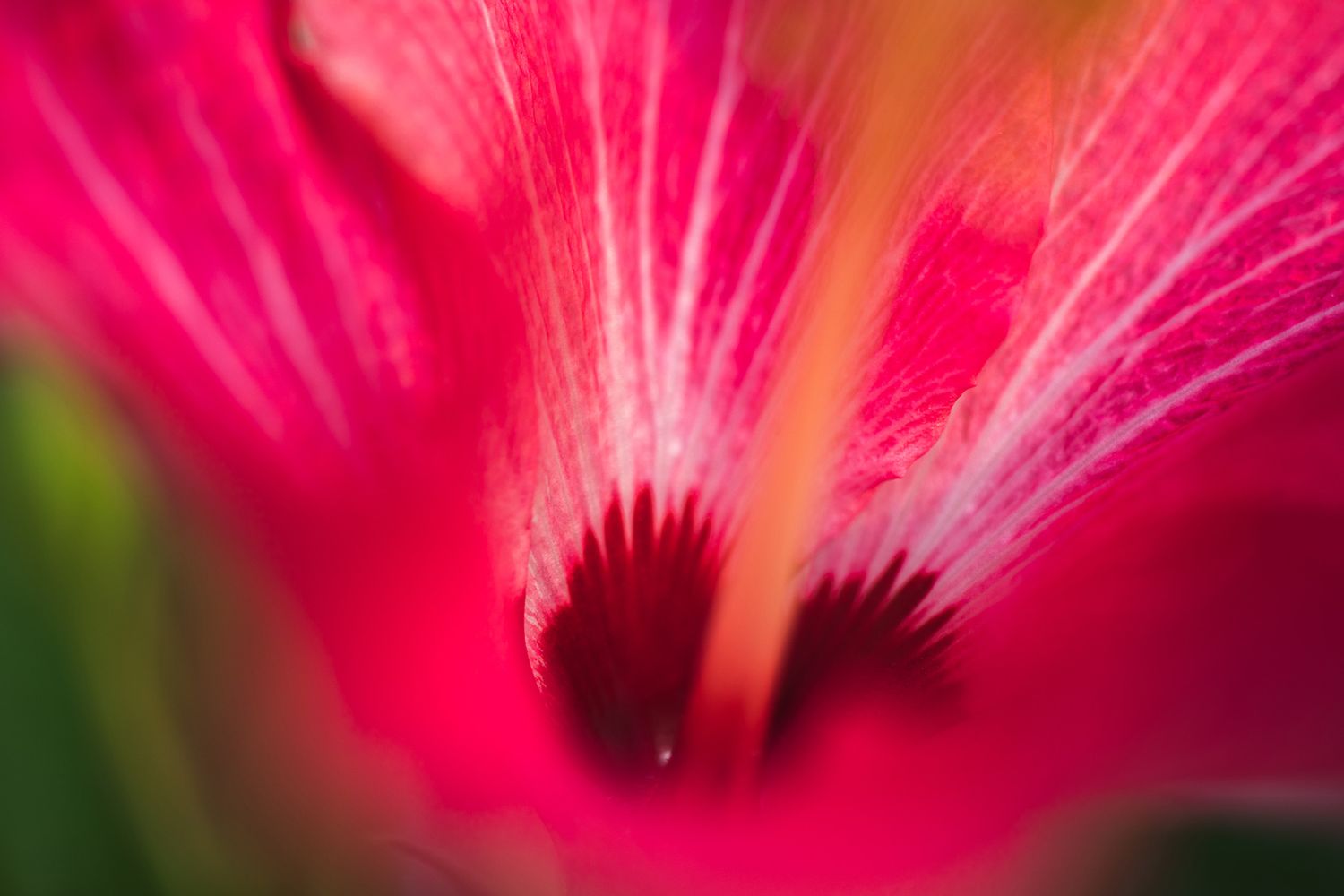 Extreme close-up of a bright pink hibiscus flower showing detailed stamen and pistil structures.