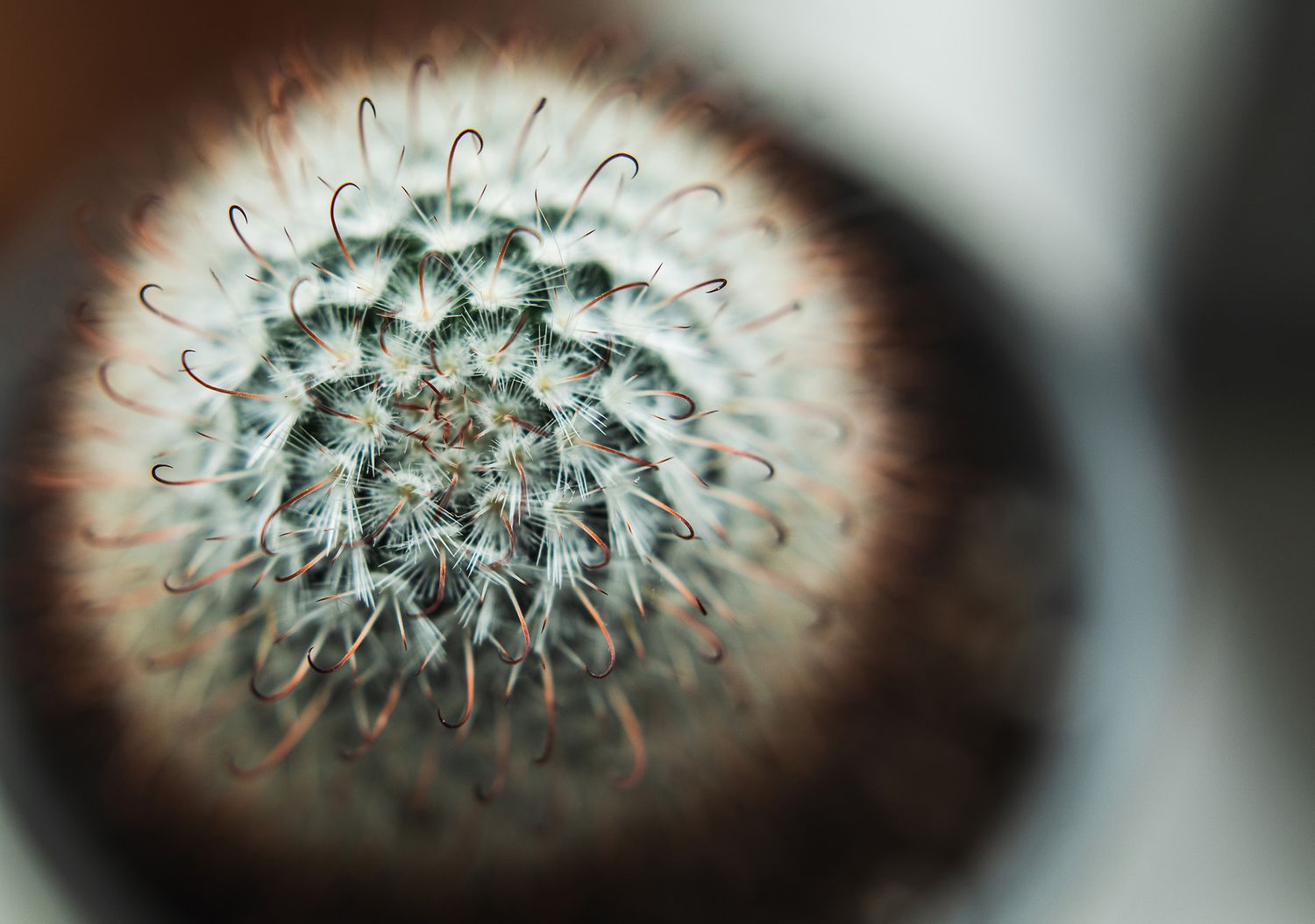 Macro photograph of a white dandelion seed head showing intricate spiral pattern of seeds.