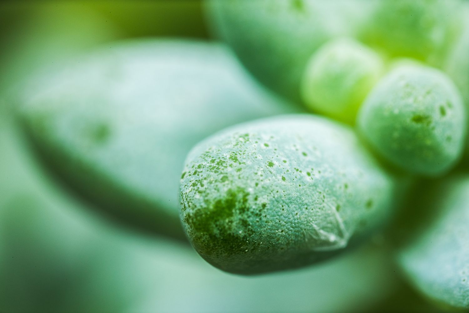 Extreme close-up of dewy green succulent leaves with water droplets on the surface.
