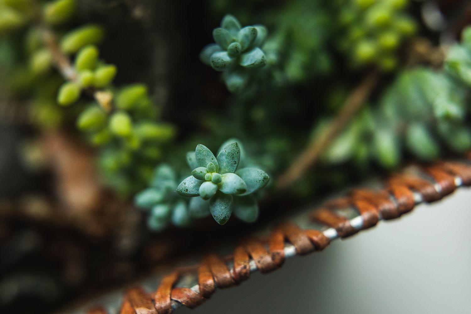 Small blue-green succulent plants growing beside a brown wooden surface.