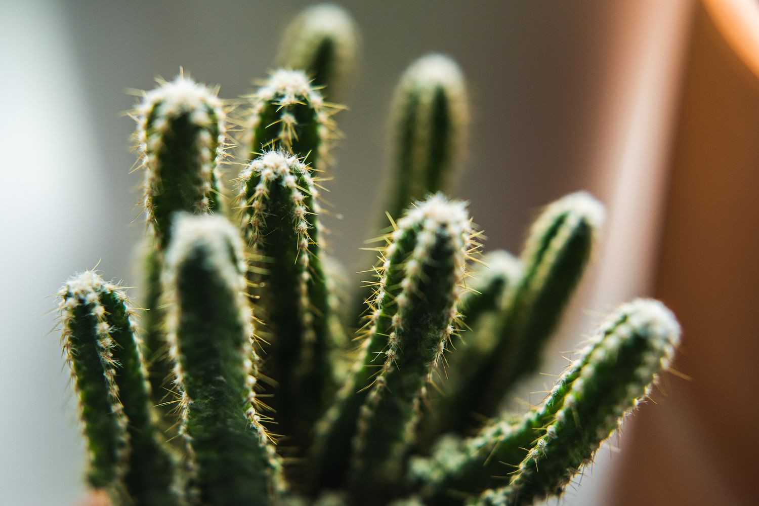 Close-up of spiky cactus stems with fuzzy white thorns in soft focus.