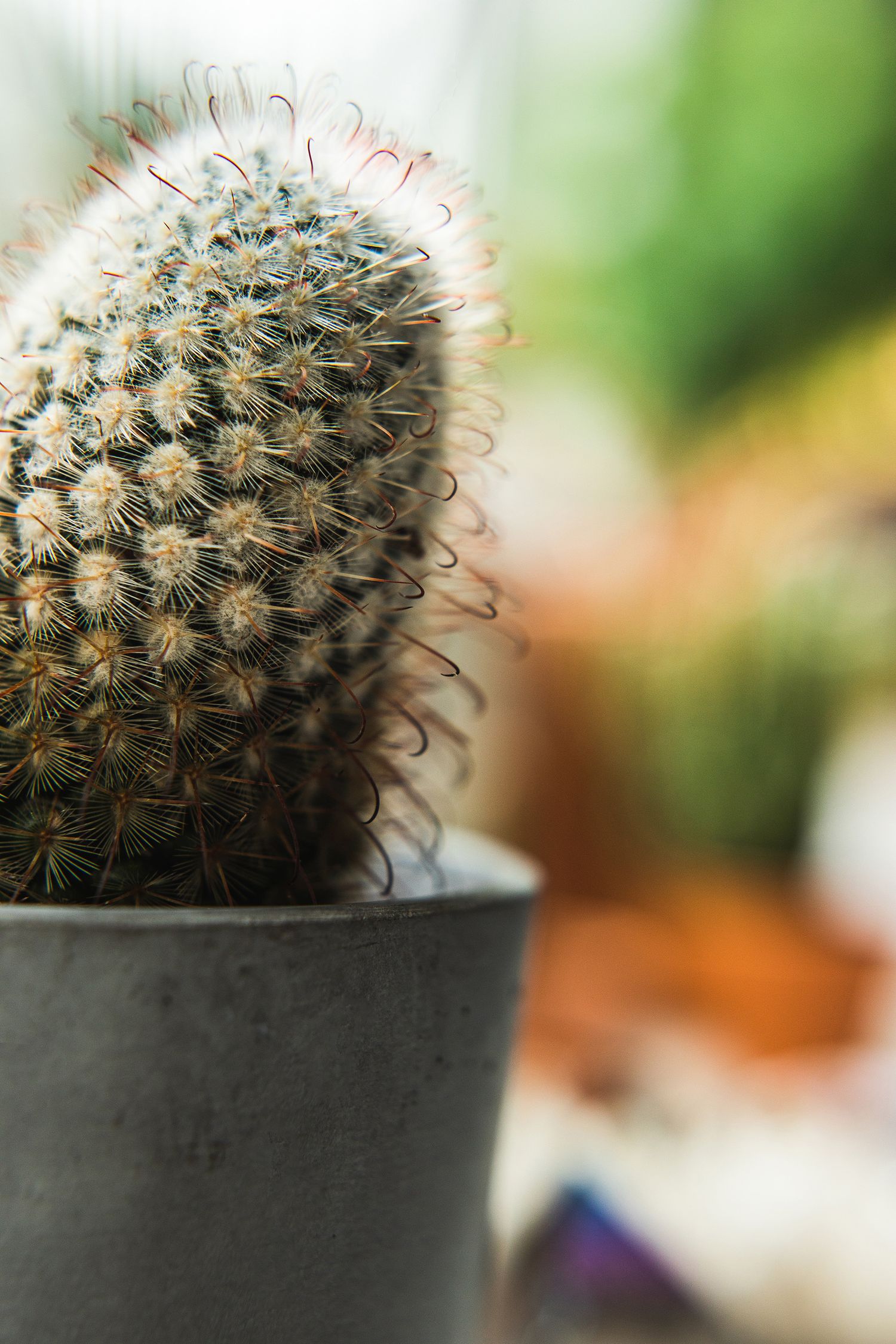 Close-up of a potted cactus showing detailed spines and thorns against a blurred background.