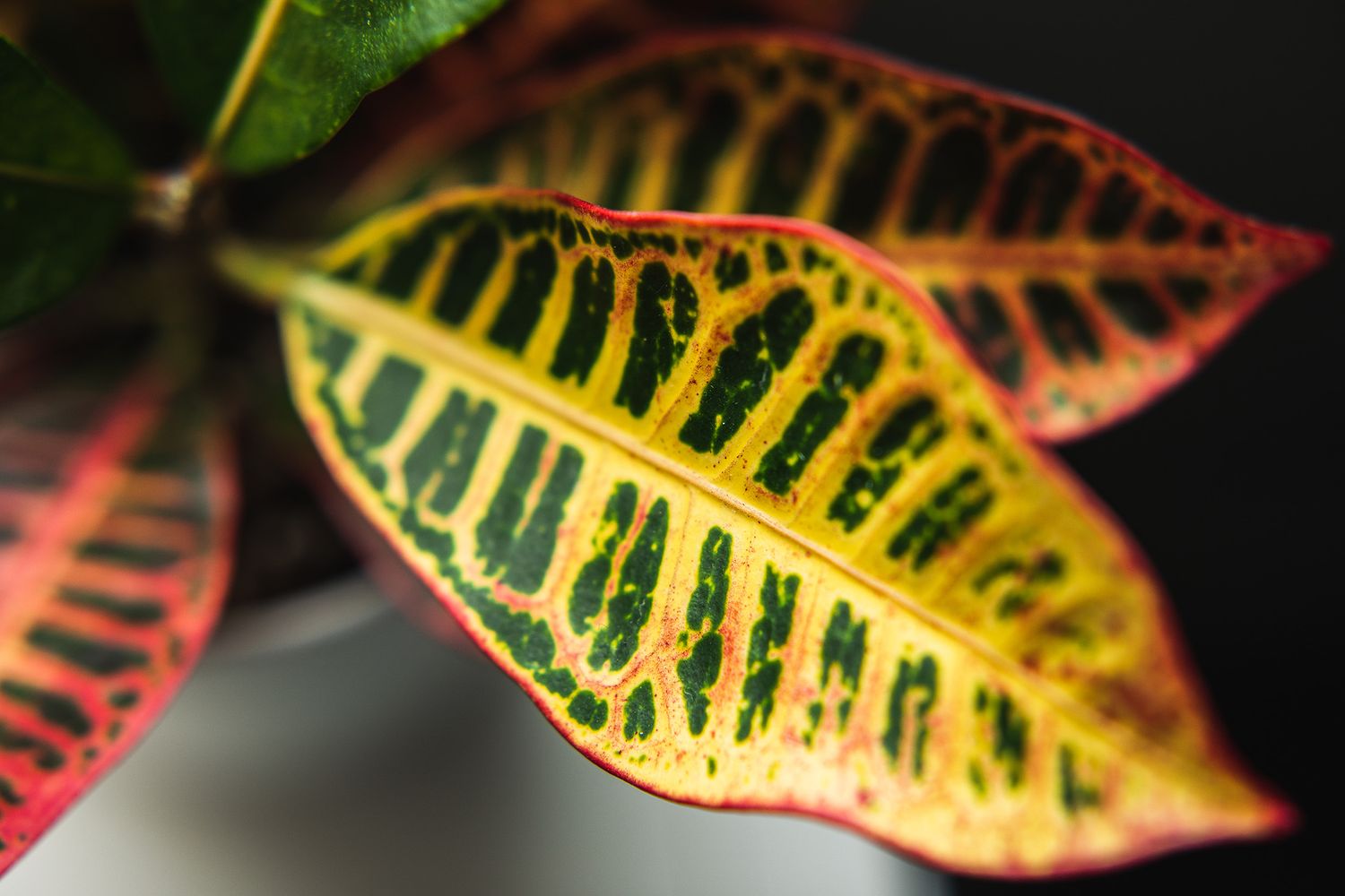 Detailed view of a colorful croton leaf showing red and green variegated patterns.