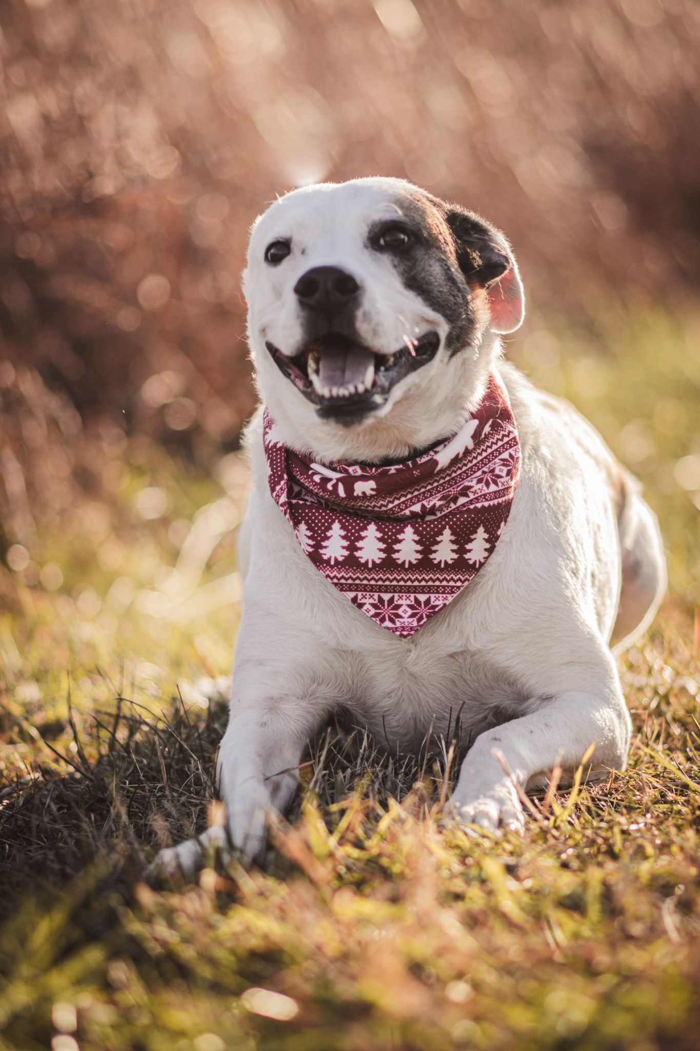 White dog wearing festive red and white patterned bandana smiling on grass during golden hour.