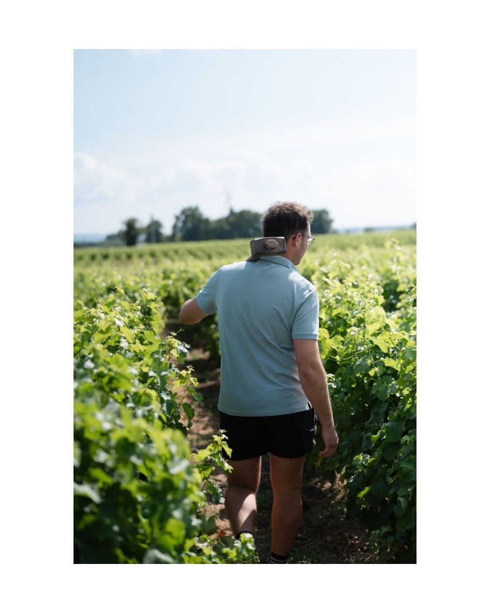 Man walking through lush green vineyard rows on a sunny day, wearing a light blue polo shirt and black shorts.