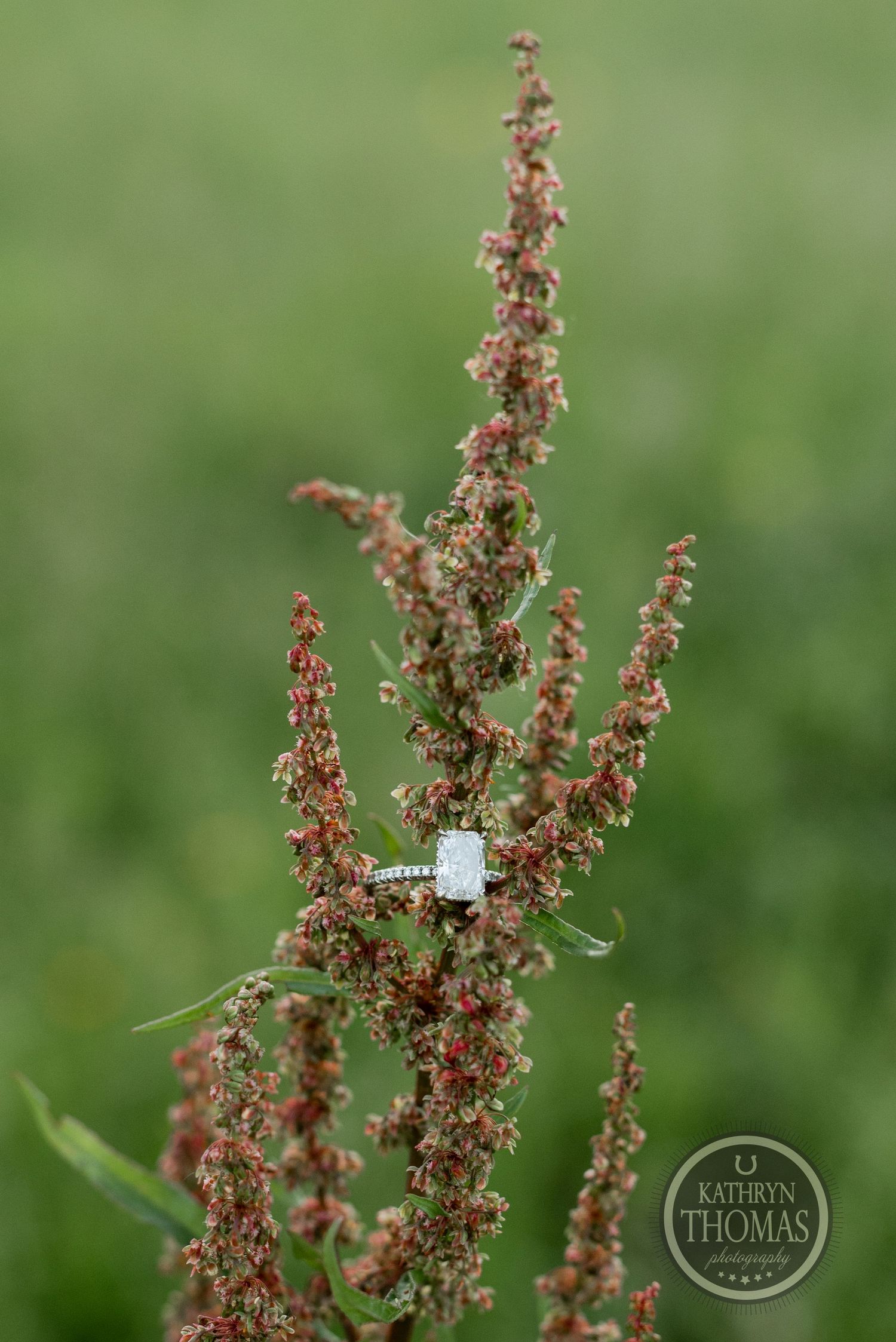 Close-up of dried brown flower stalks against a blurred green background with a small ring visible.