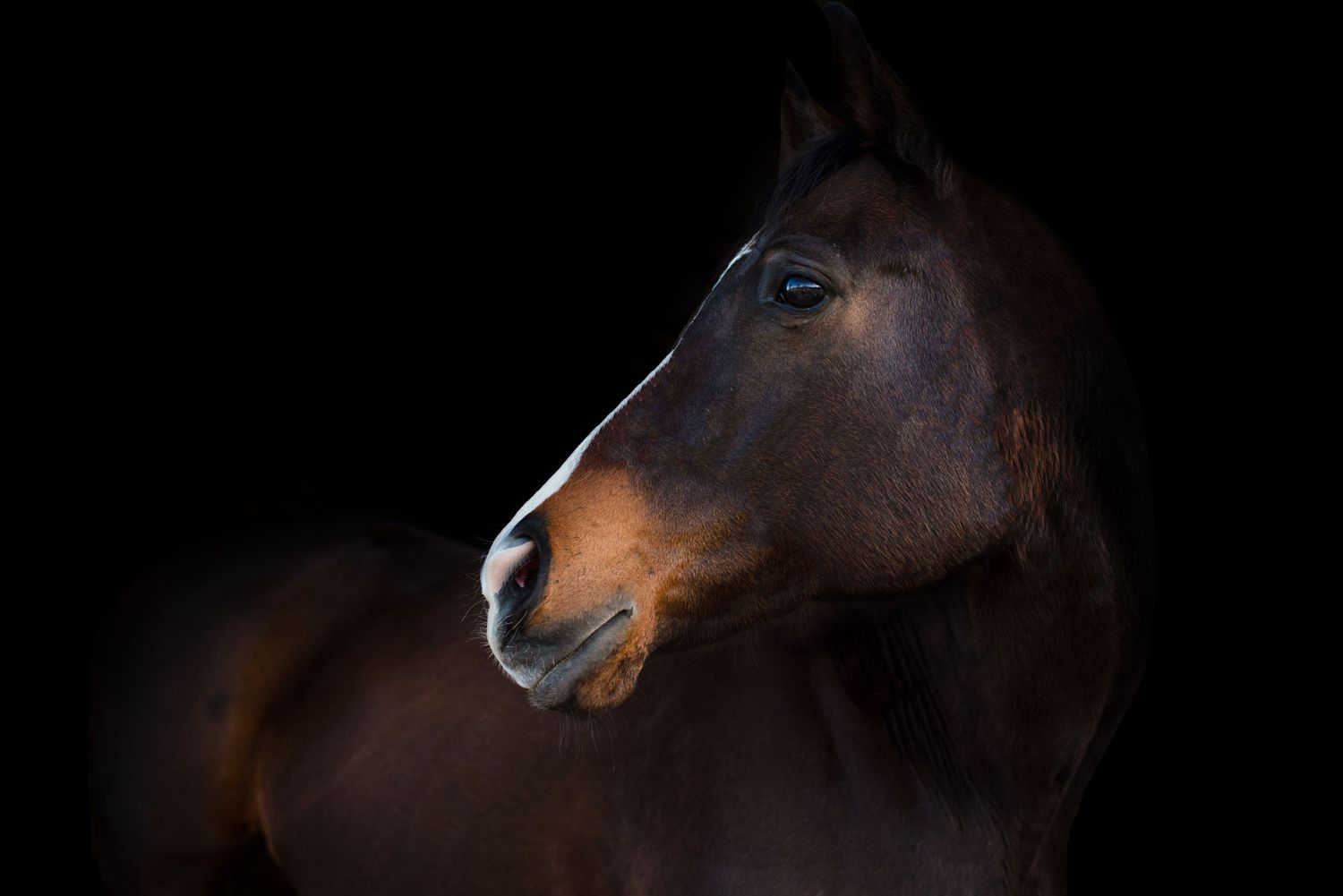 equine, horse, western, texas, texas photographer