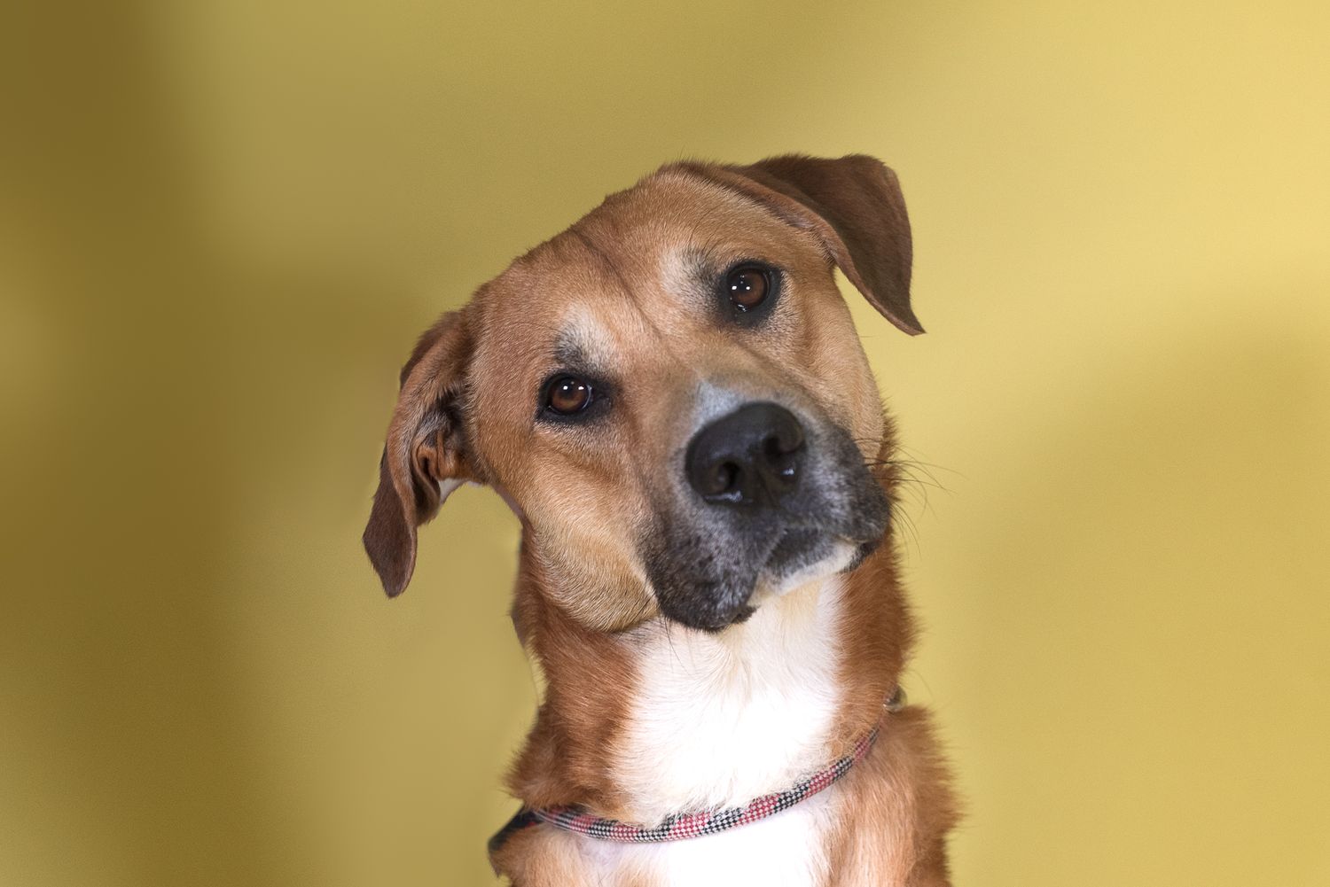 Houston SPCA Volunteer Photographer