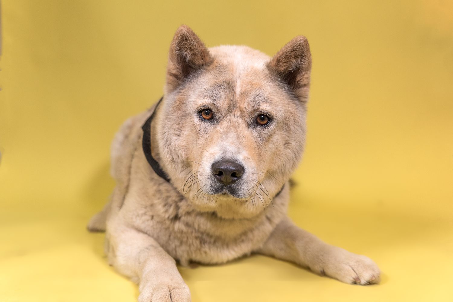 Houston SPCA Volunteer Photographer