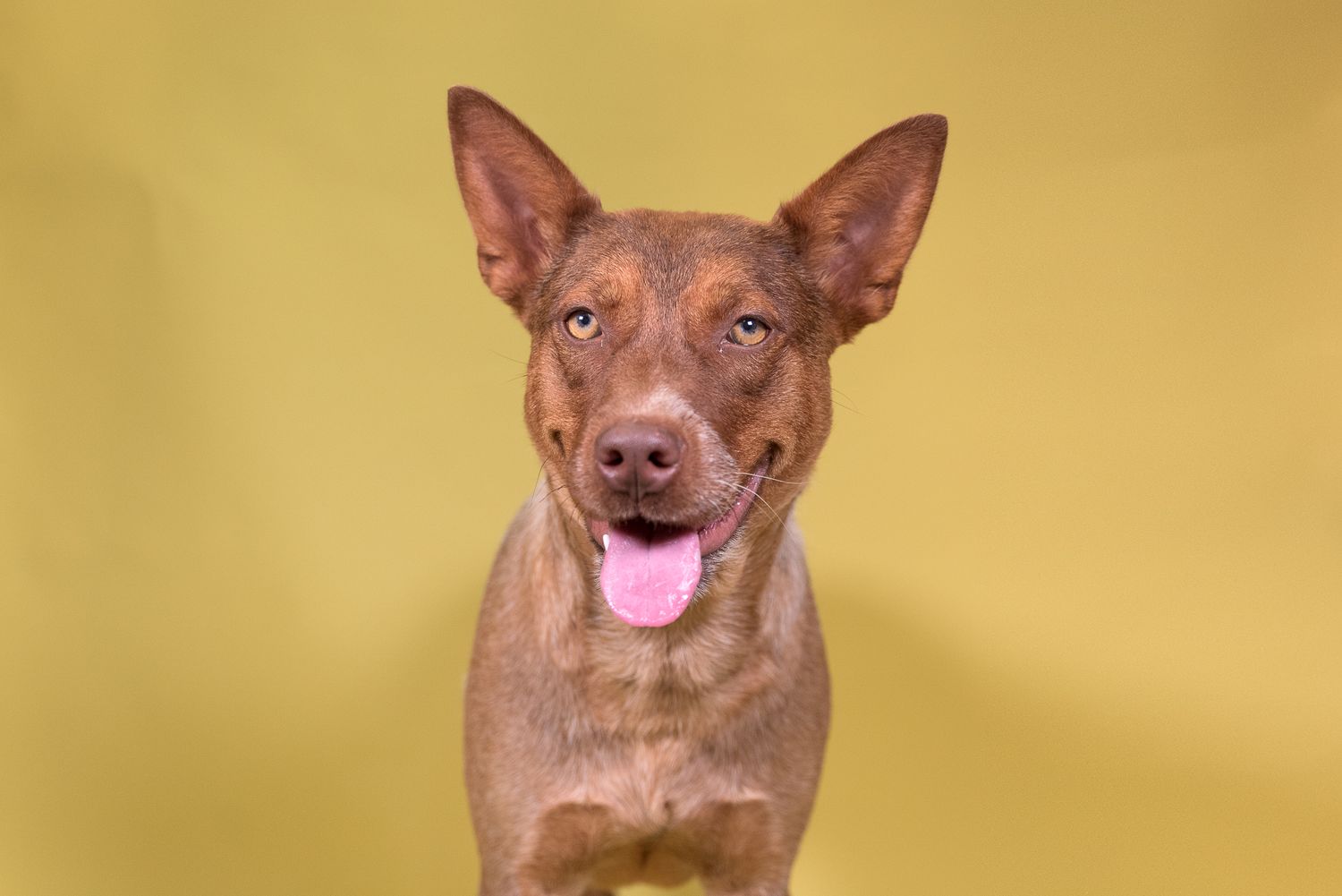 Houston SPCA Volunteer Photographer
