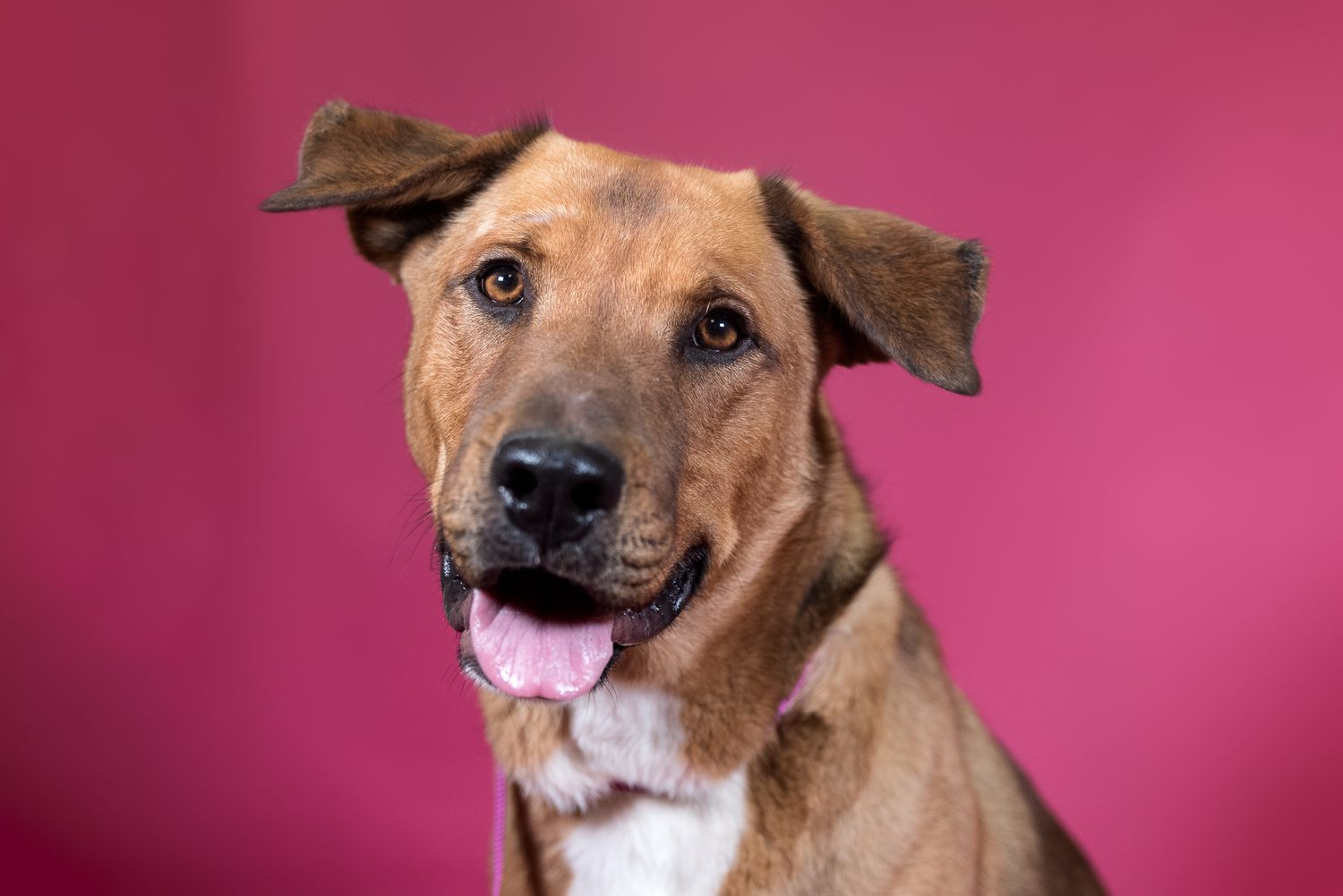 Houston SPCA Volunteer Photographer