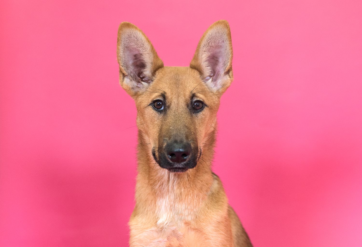 Houston SPCA Volunteer Photographer