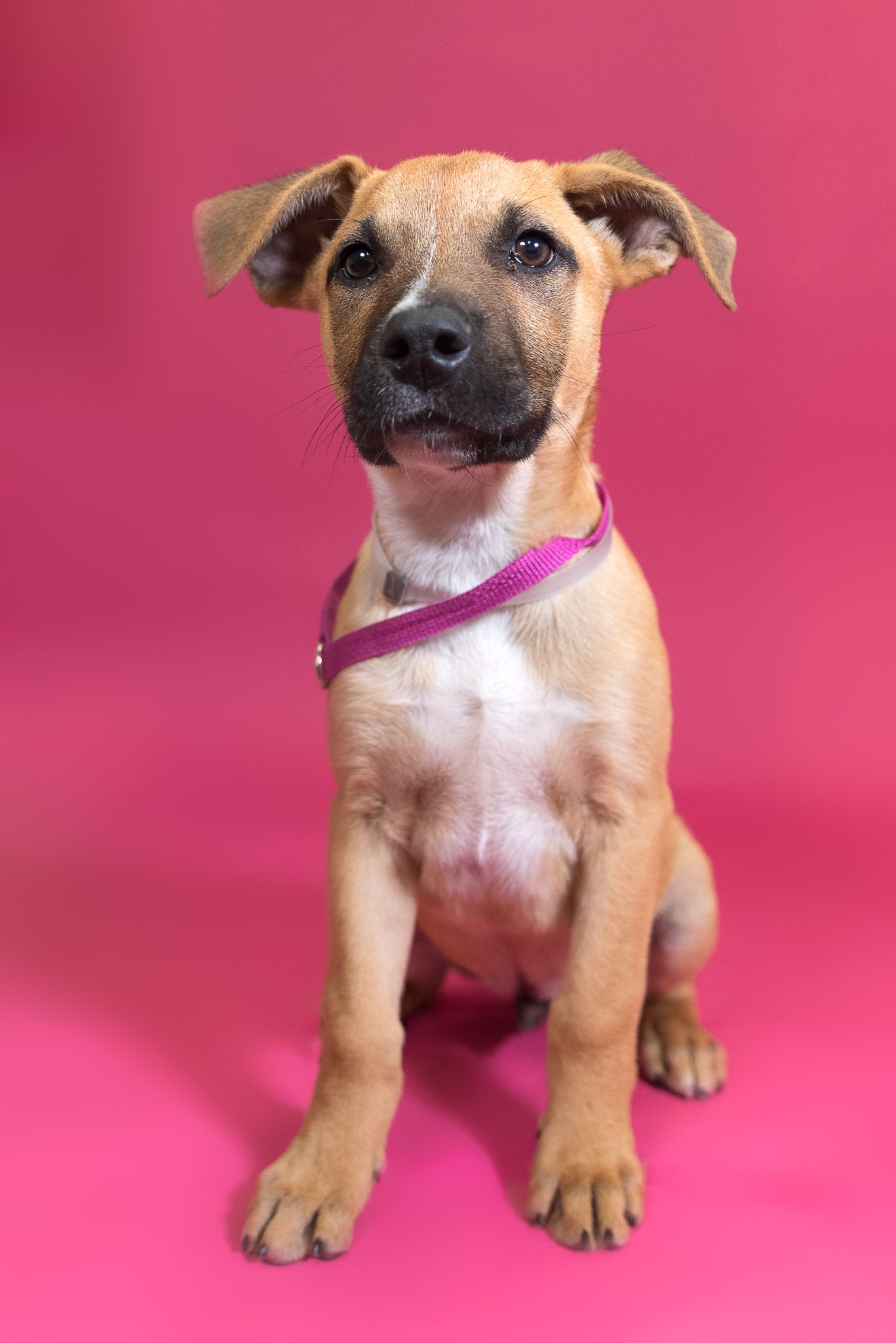 Houston SPCA Volunteer Photographer