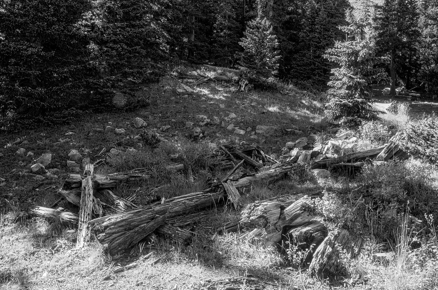 Cree's Camp, Colorado