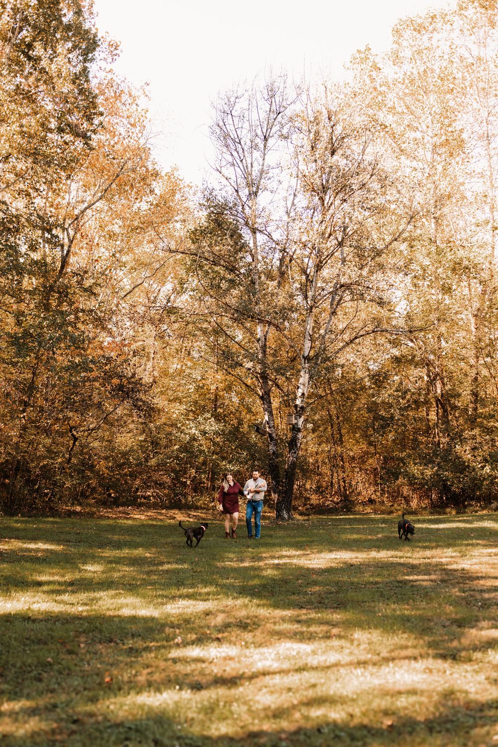Couple walks two dogs across a sunlit grassy field surrounded by tall trees during a family photo session in Knoxville, TN.