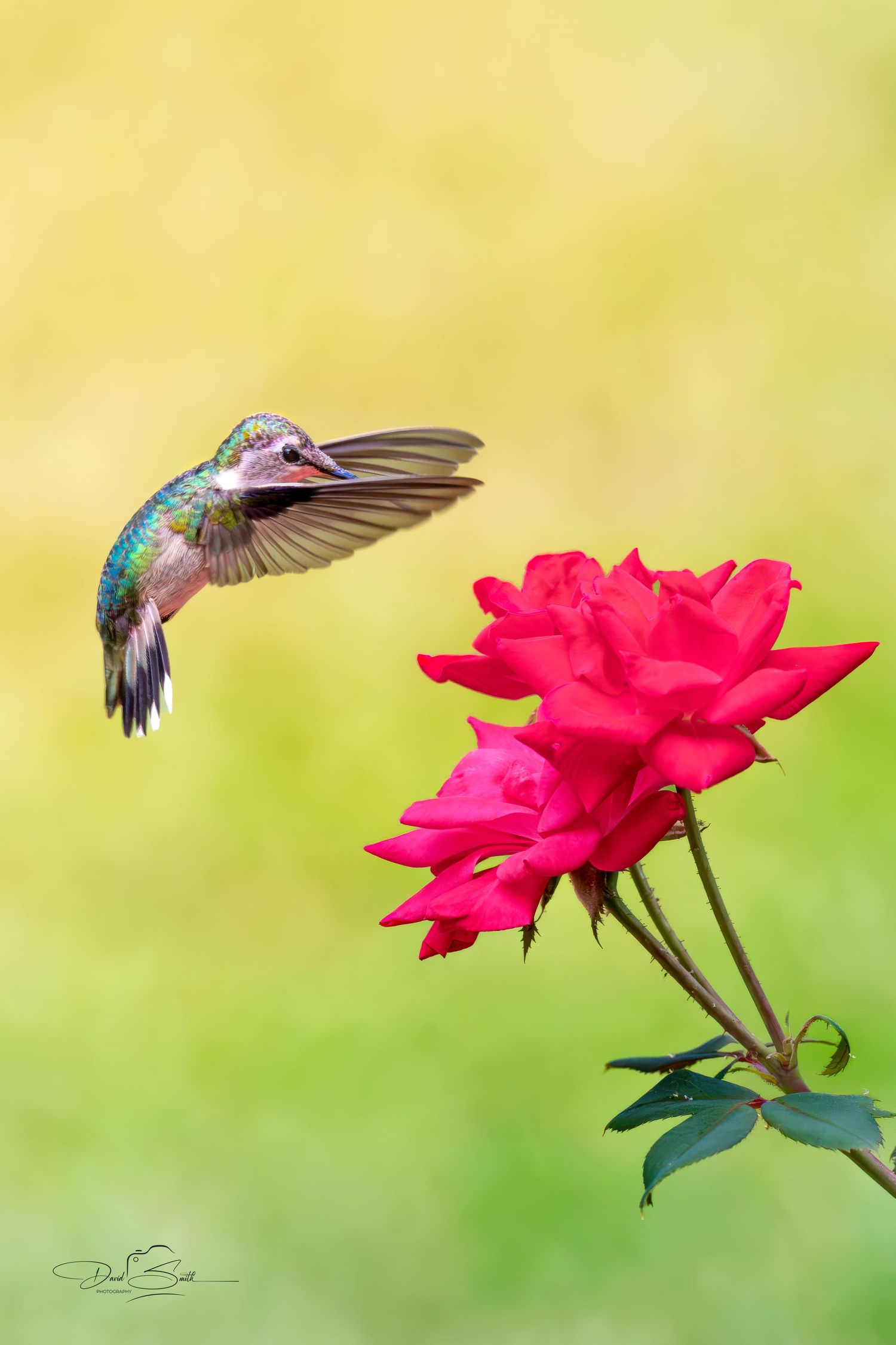 Ruby-throated hummingbird hovering beside a red rose with wings extended against a soft golden background.