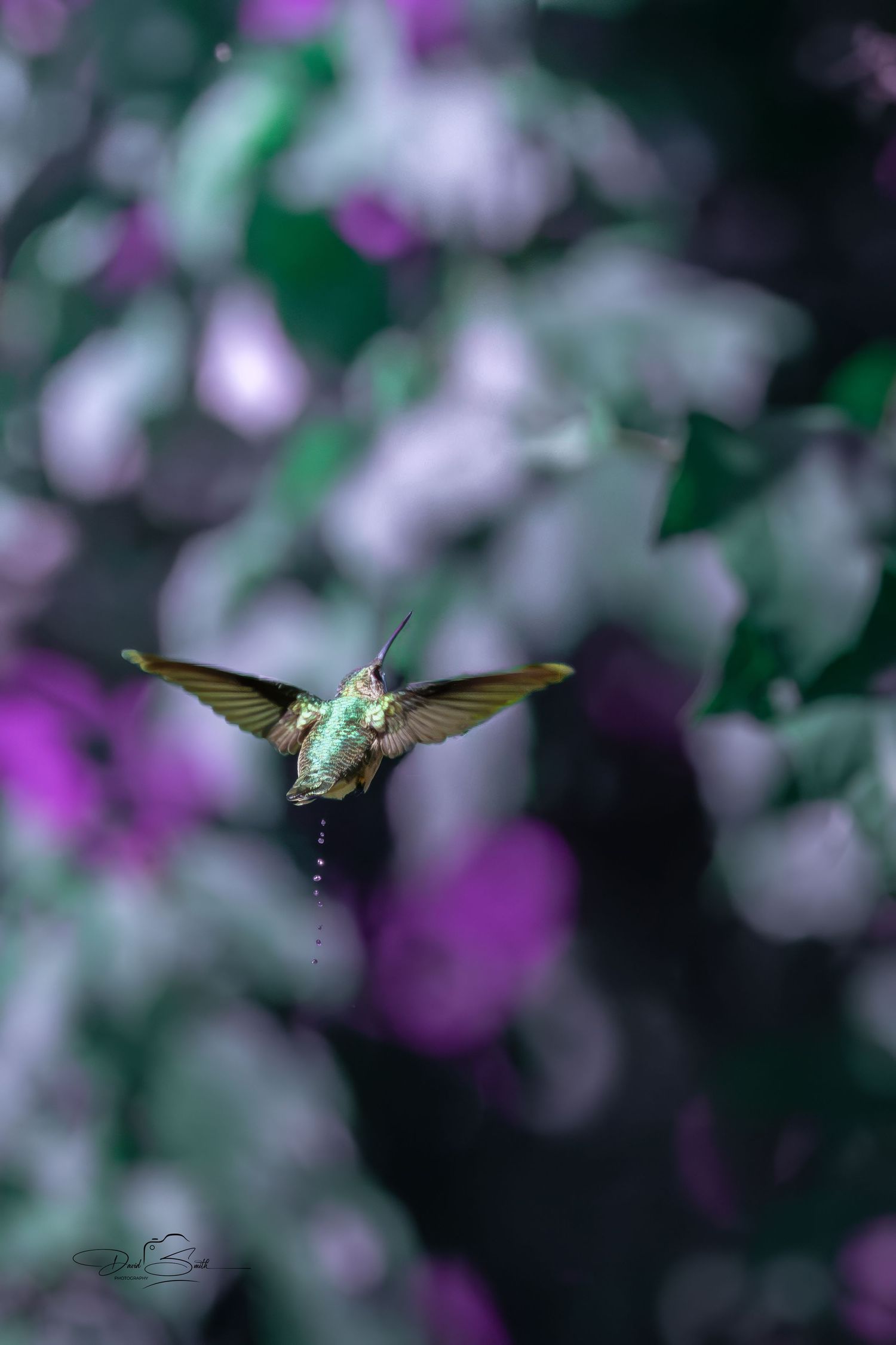 Ruby-throated hummingbird perched among purple flowers and softly blurred foliage.
