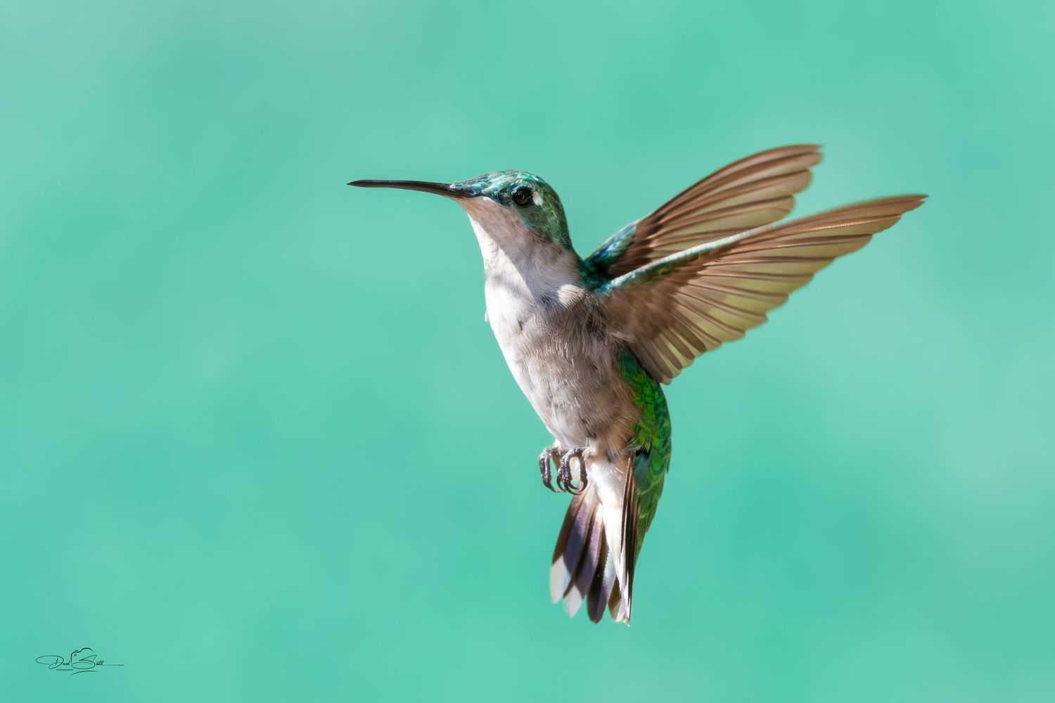Ruby-throated hummingbird hovering with wings raised against a smooth turquoise background.