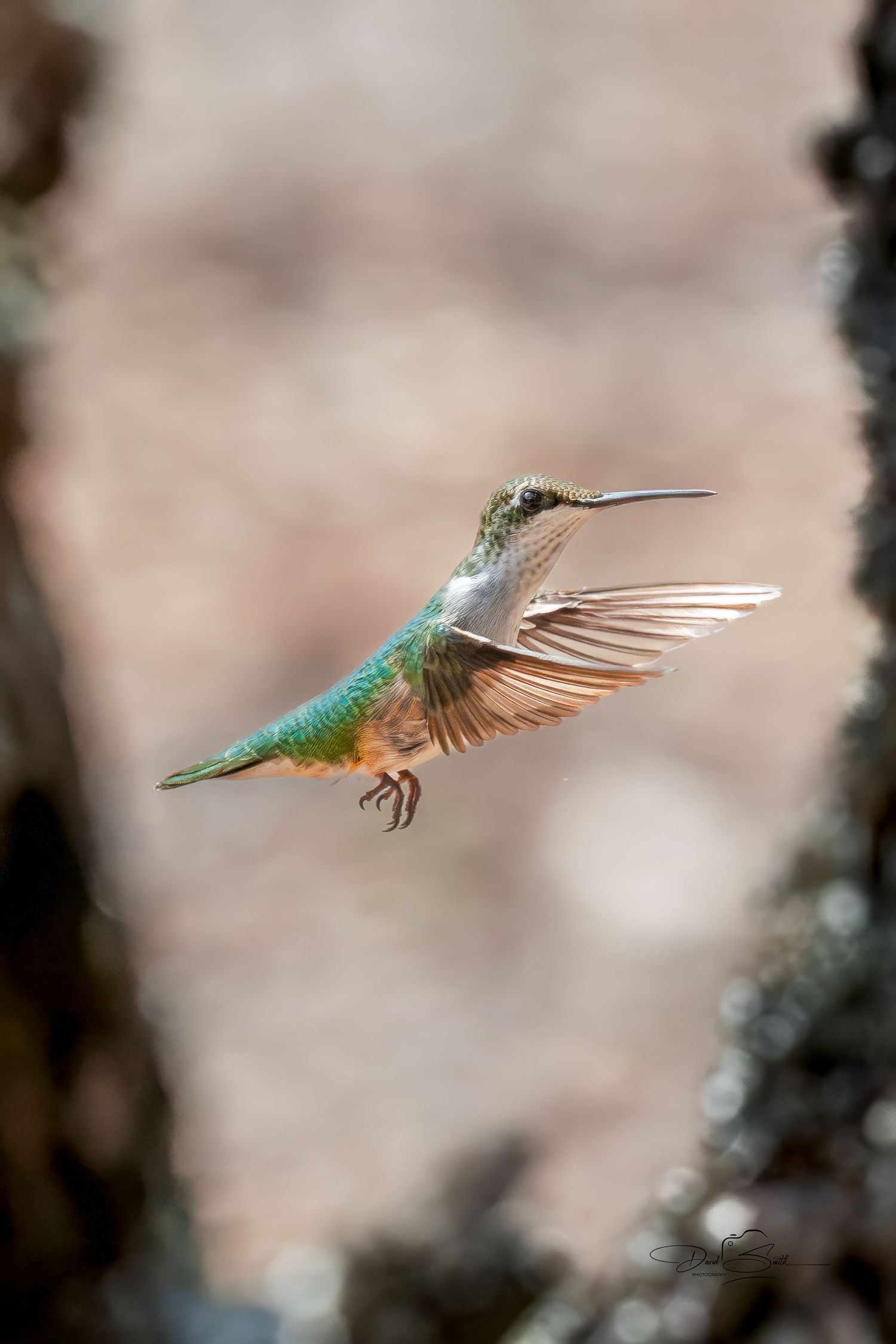 Ruby-throated hummingbird in flight against a softly blurred natural background.