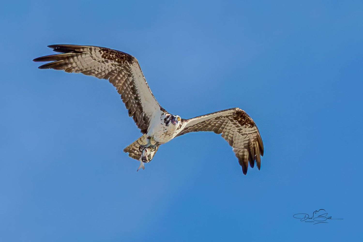 Osprey flying with a freshly caught fish in its talons in Orange Beach, Alabama.