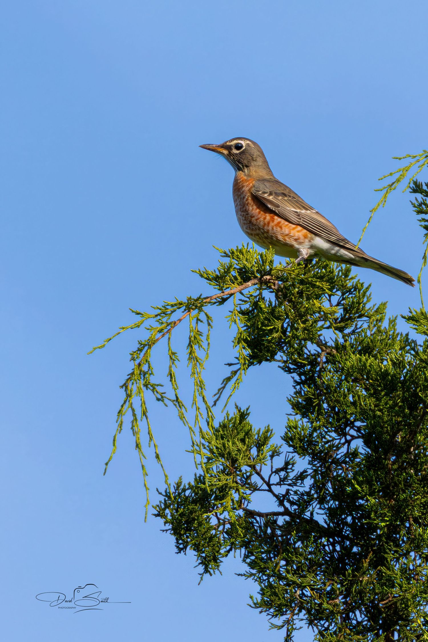 American robin perched on a leafy branch against a clear blue sky.