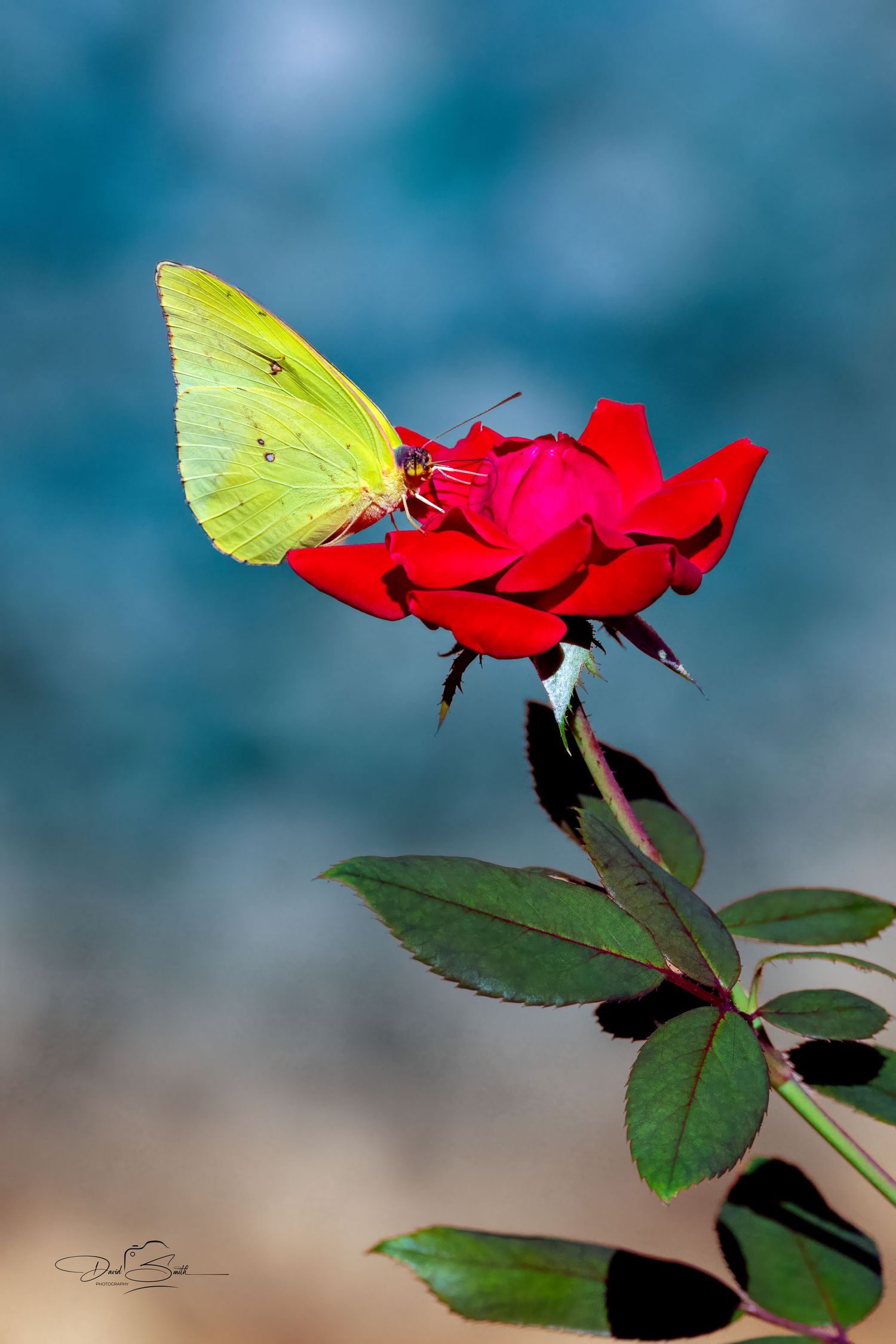 Yellow butterfly perched on a vivid red flower against a softly blurred blue and green background.