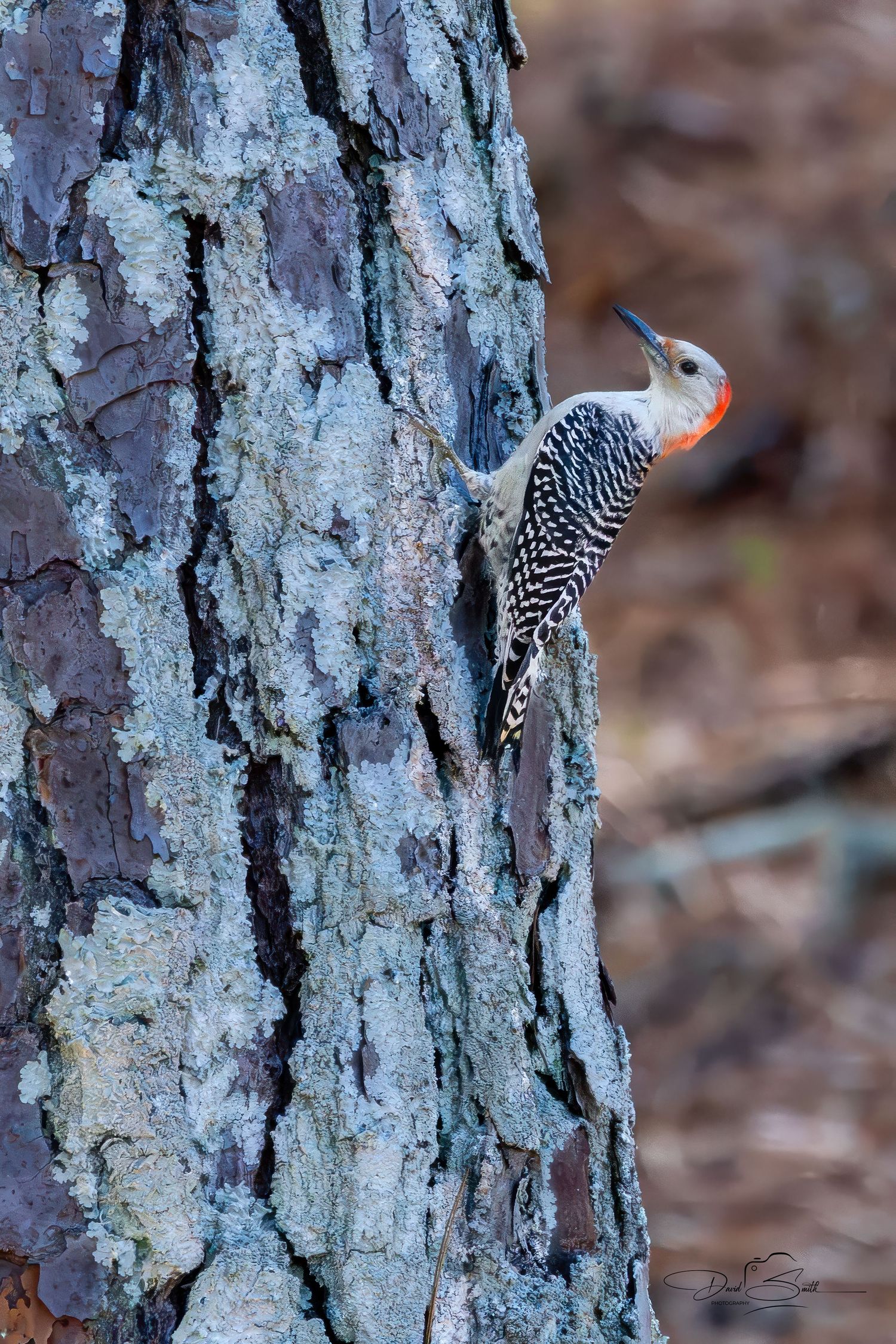 Pileated woodpecker clinging to the side of a tree trunk in a natural woodland setting.