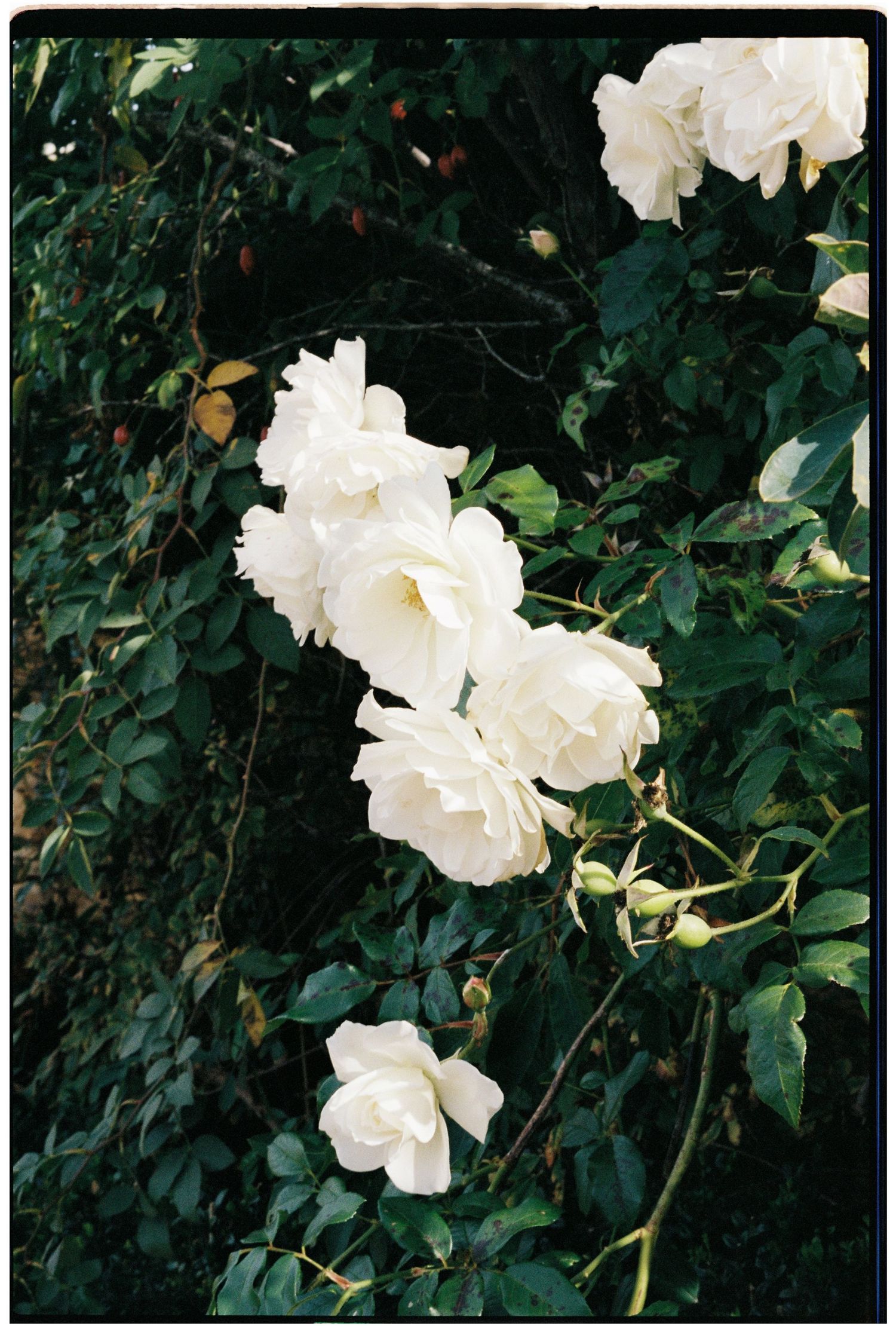 Cluster of white roses in full bloom with green leaves on a dark garden background.