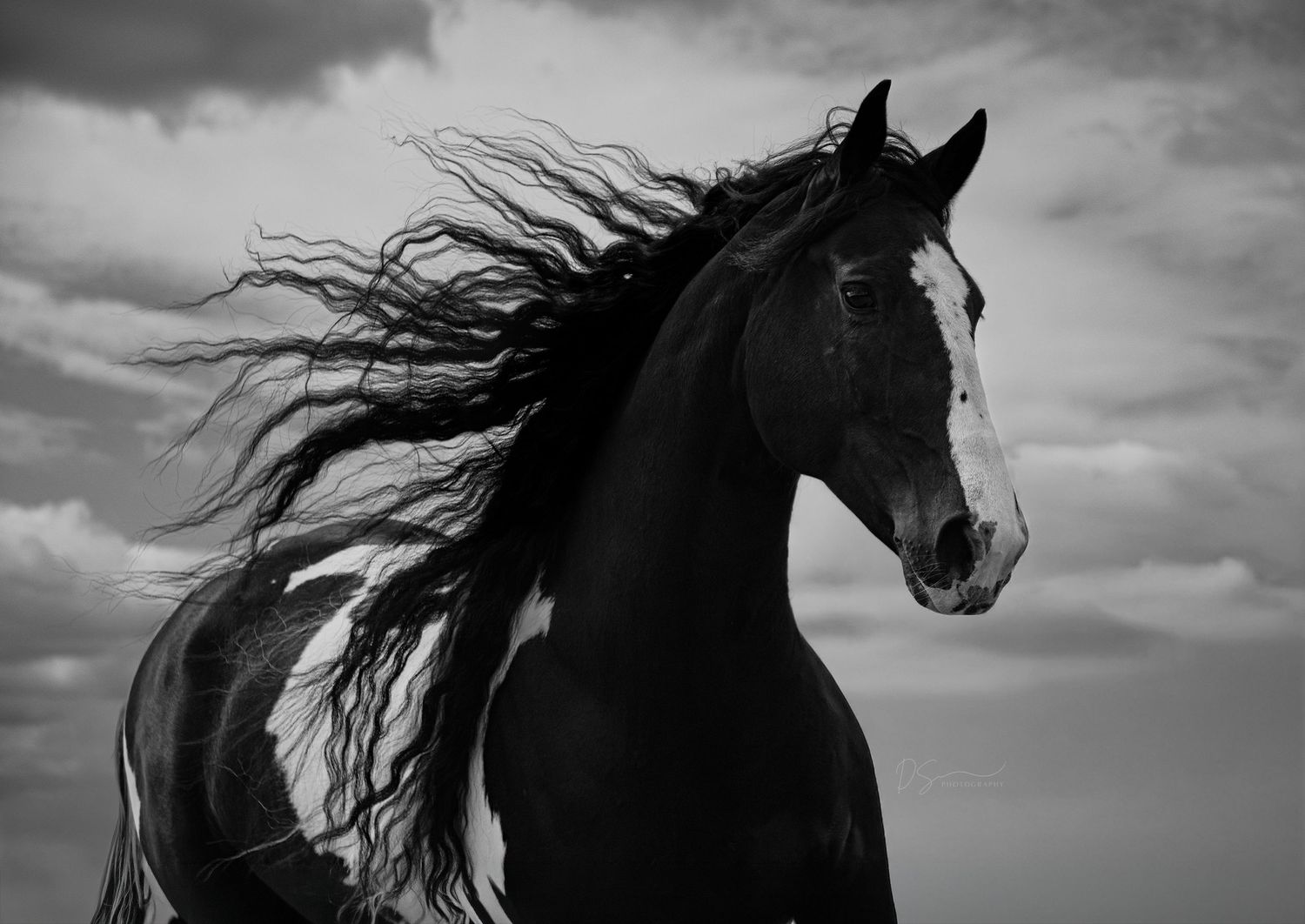 Artistieke paardenfotografie van een donker paard met wapperende manen tegen een dramatische wolkenlucht.