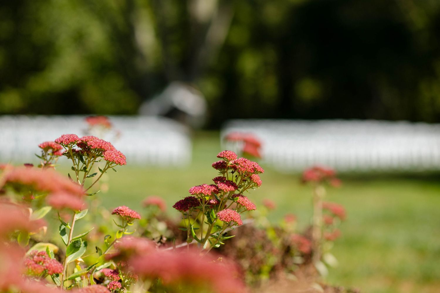 Close-up of red sedum flowers with a white fence and wedding ceremony chairs blurred in background.