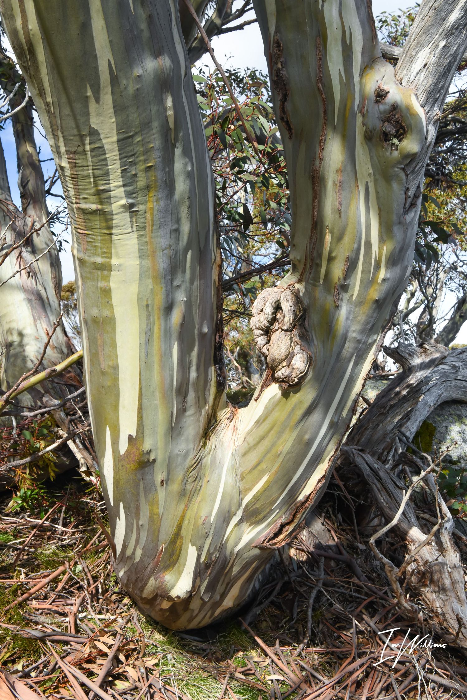 Snow gum