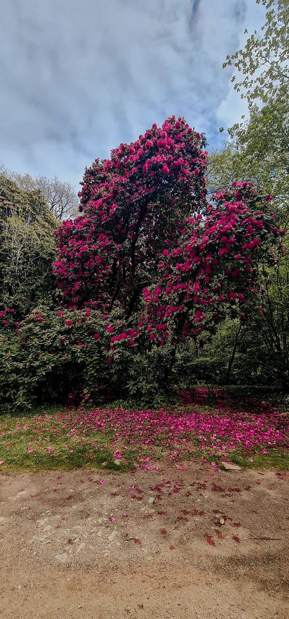 Vibrant pink rhododendron blooms cover a large bush with fallen petals scattered on the ground below.