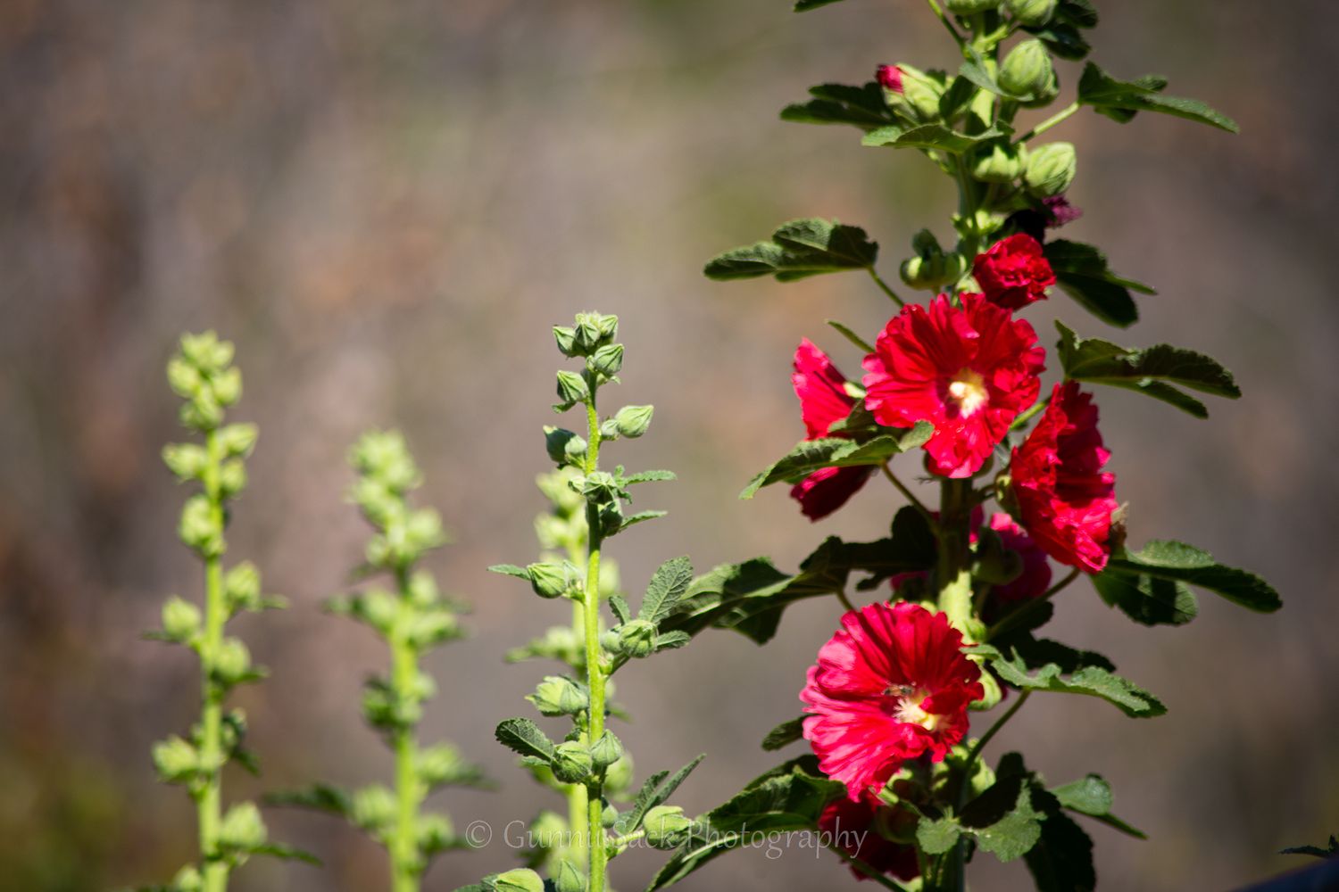 hollyhocks, gunnii sack photography, zone9b, hi-yo farms