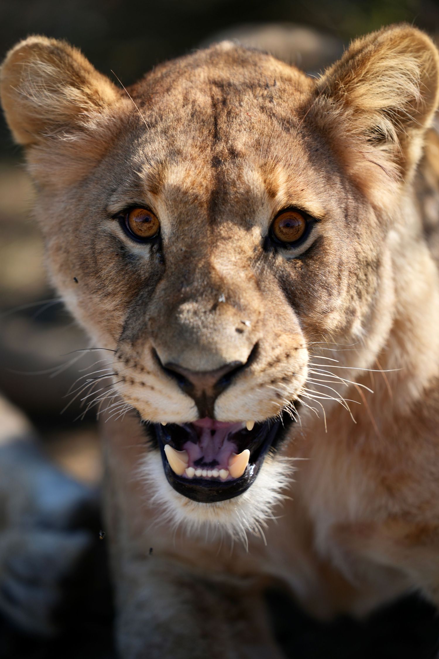 Lioness showing different facial expressions in sequential photos.