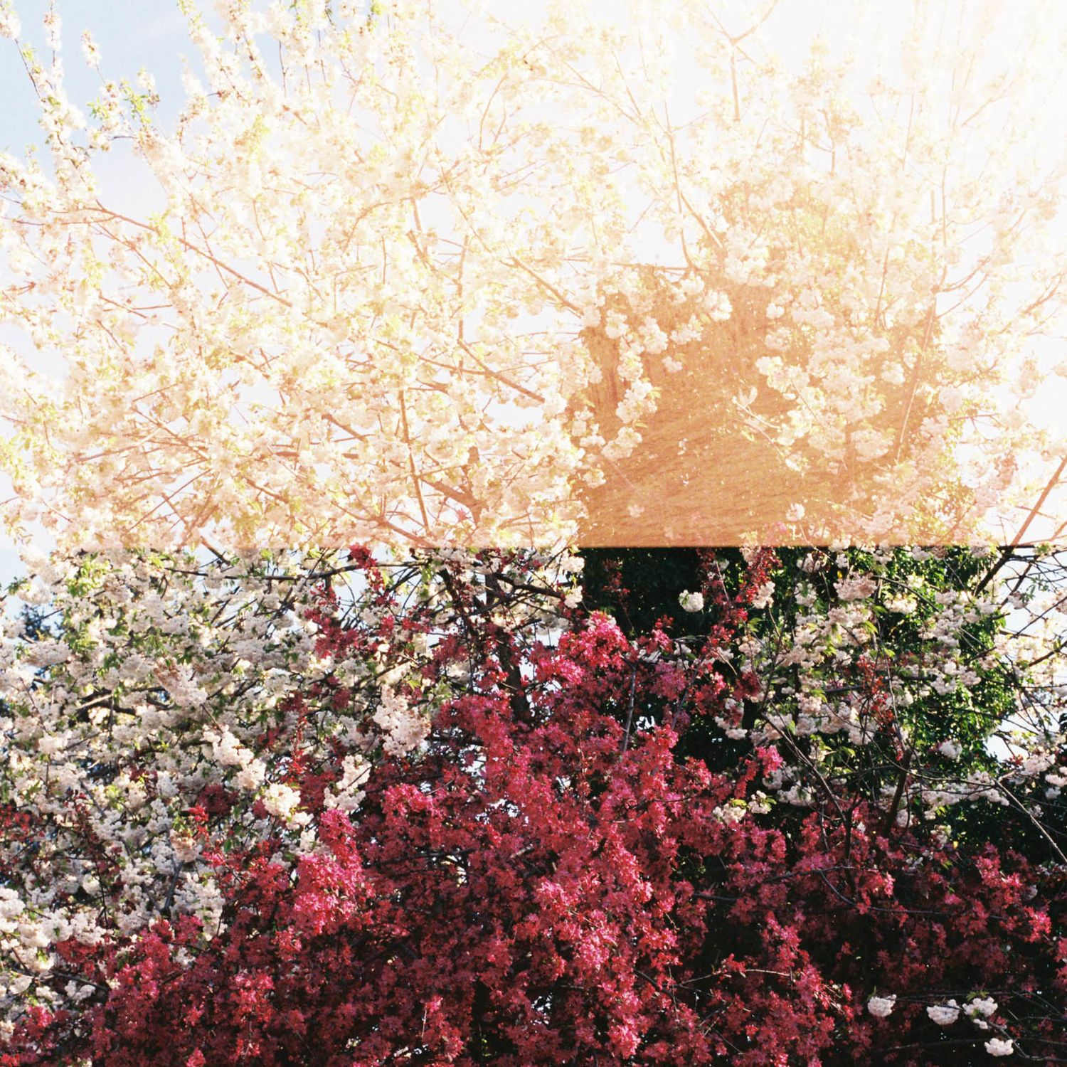 Vibrant spring blossoms in pink and white colors creating a natural floral display against the sky.